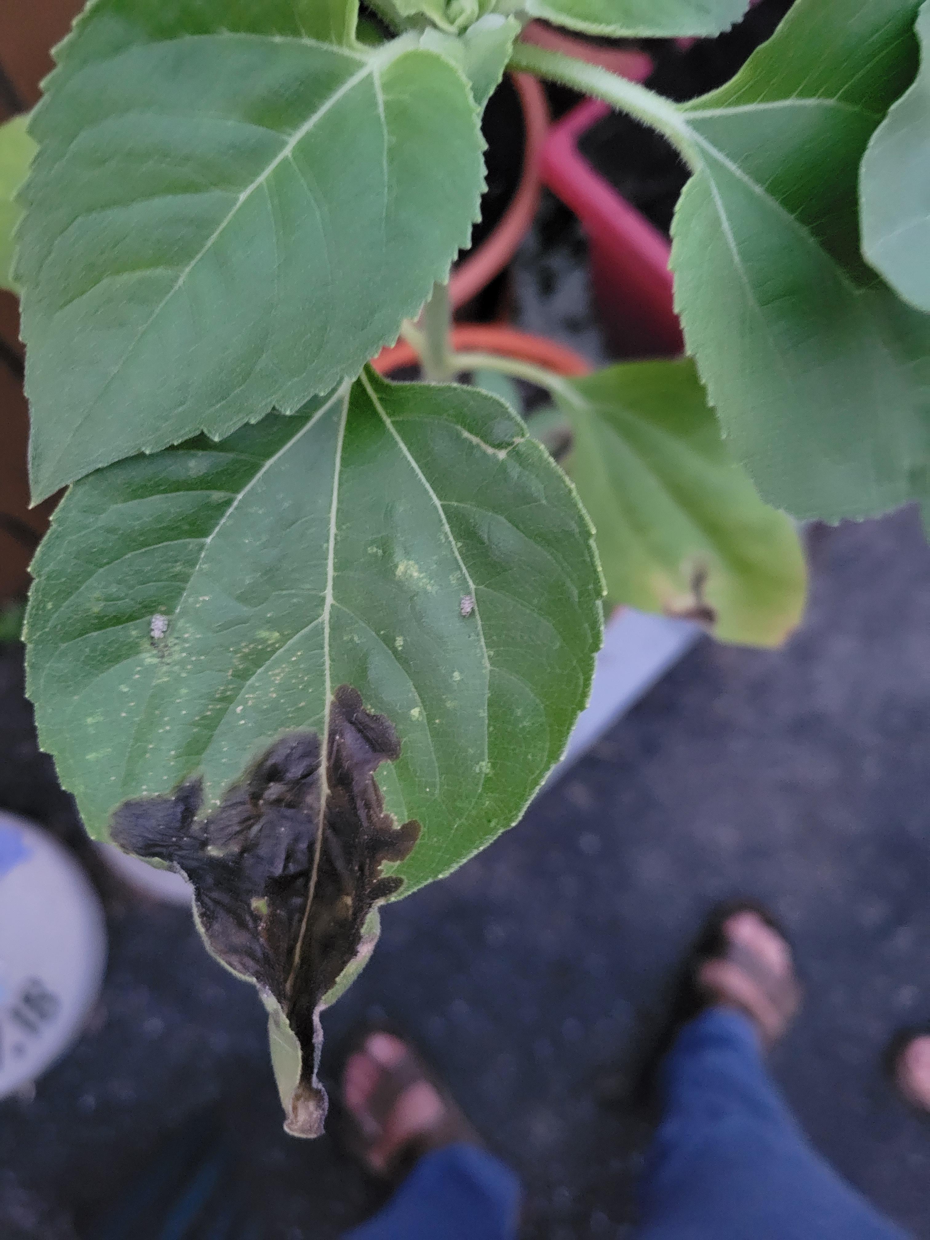leaves on my sunflower are turning black r/plantclinic