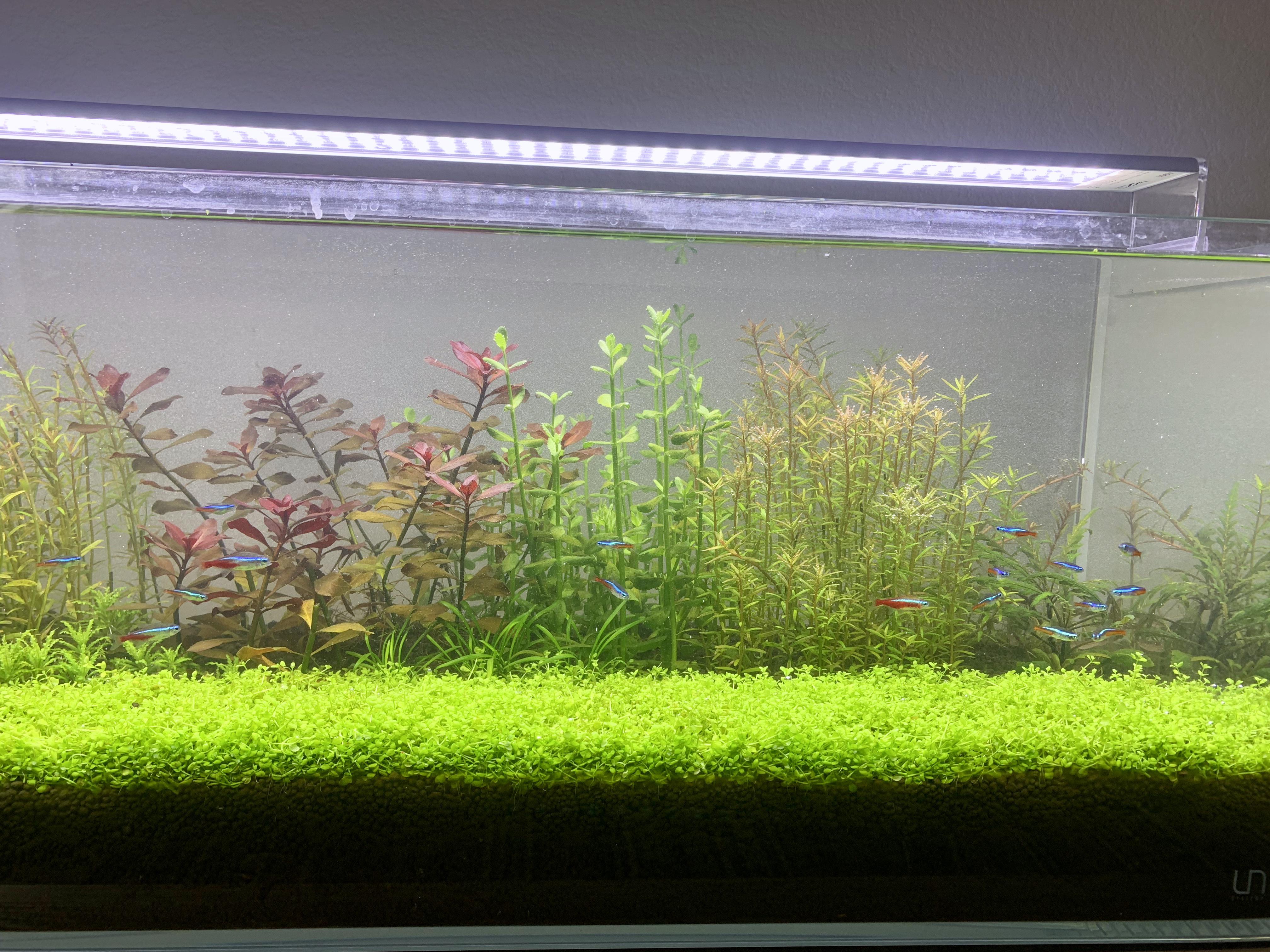 430 best Neon Tetras images on Pholder Aquariums, Planted Tank and
