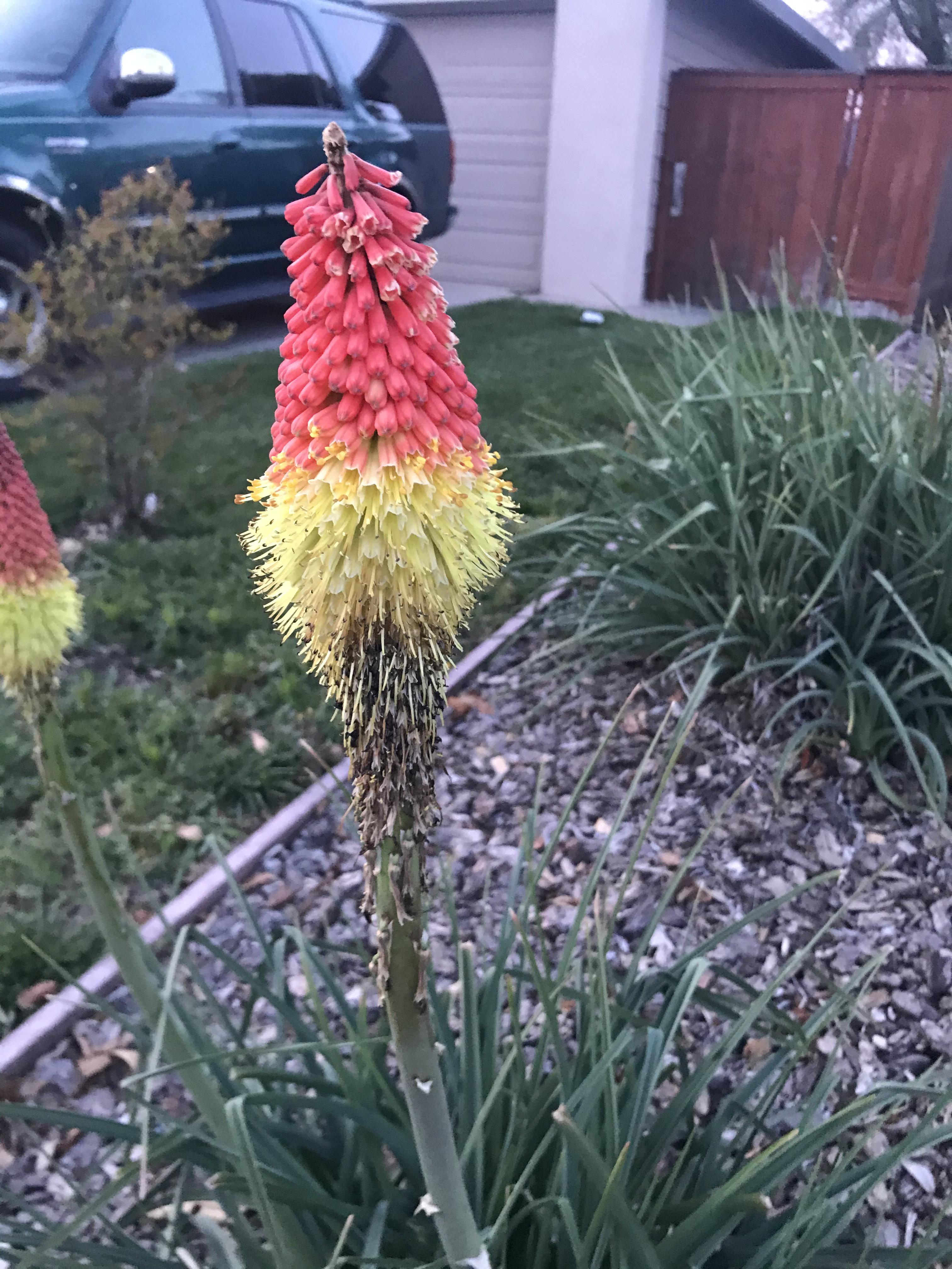 What’s this plant? Northern California r/whatsthisplant