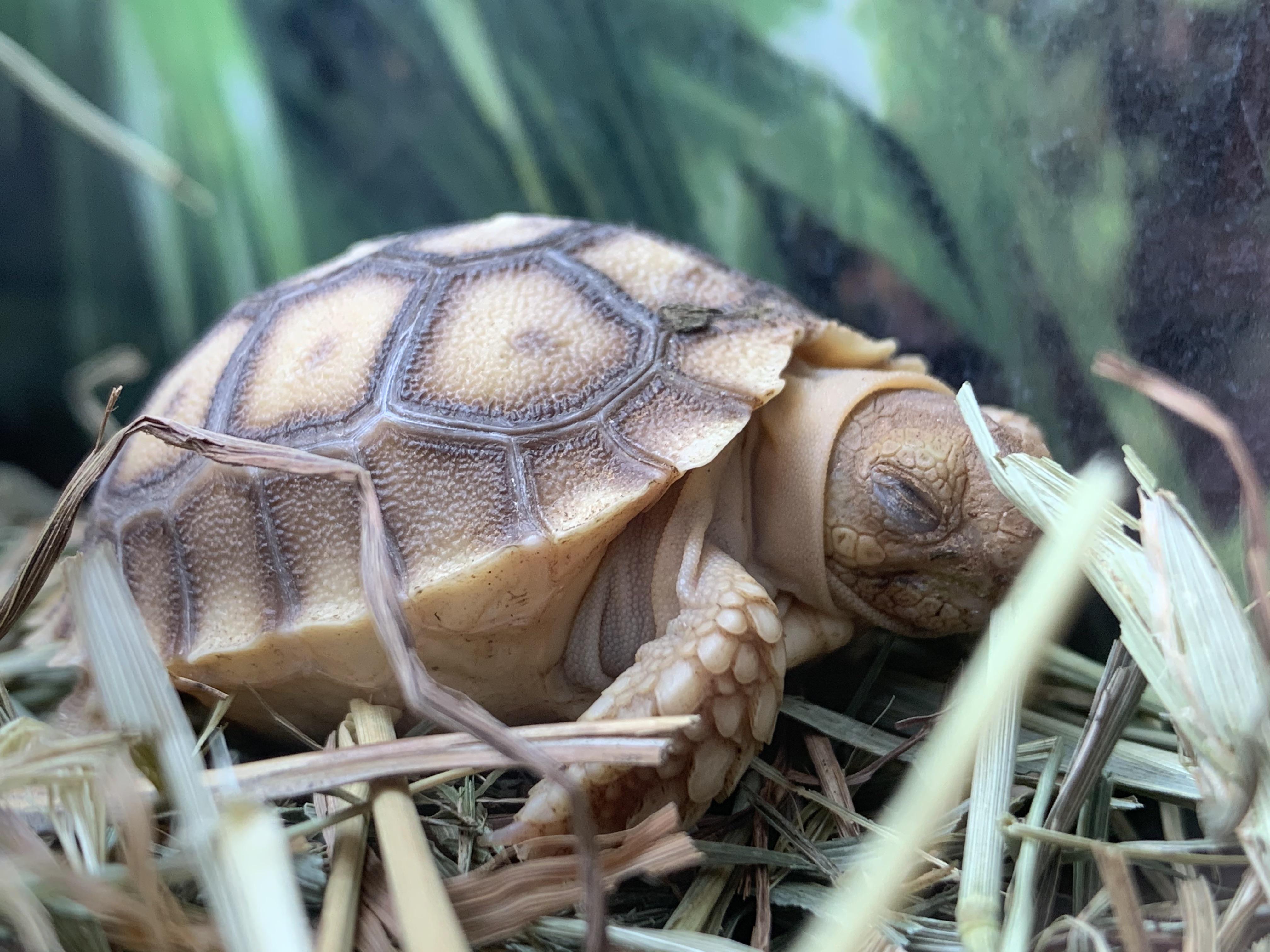Here’s a sleeping baby tortoise to brighten your night r/aww