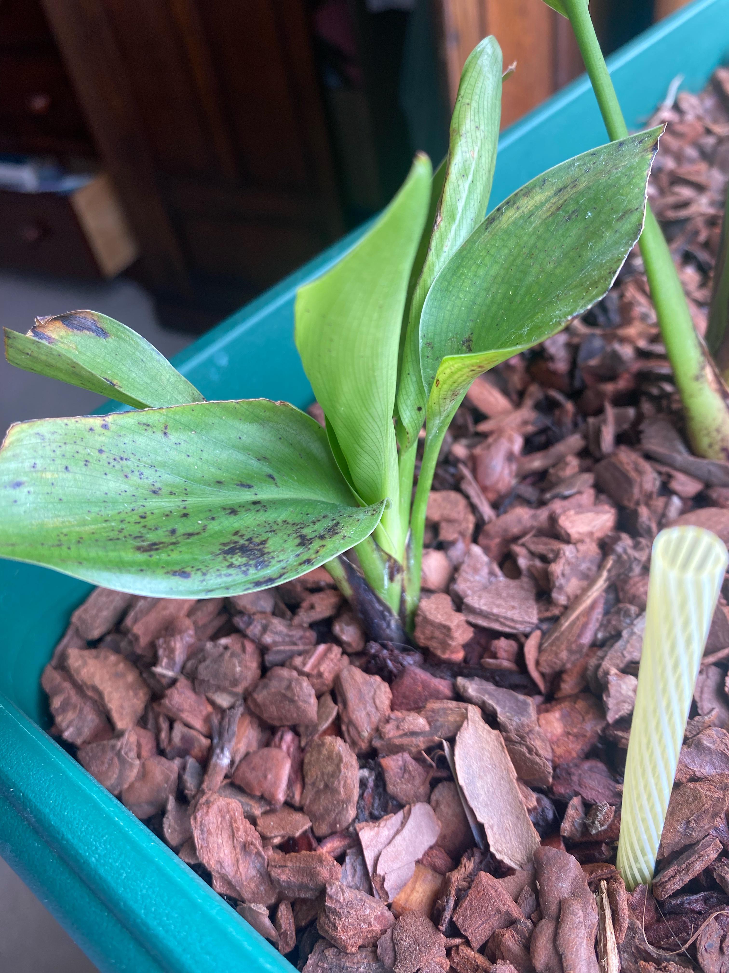 Bird of paradise with black spots and base of the stems, any ideas