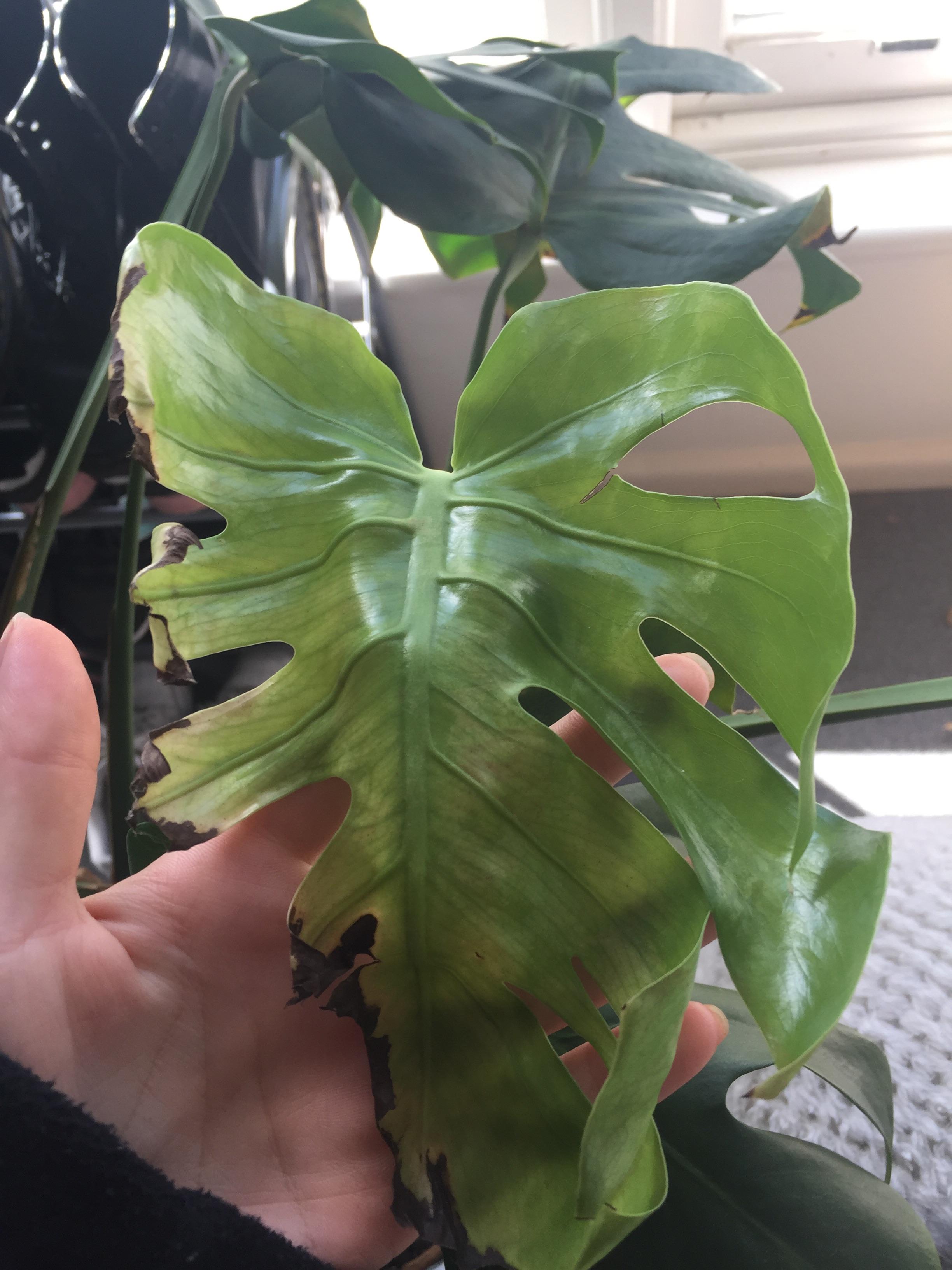 Anyone know why what causes leaves to unfurl with these dead brown ends