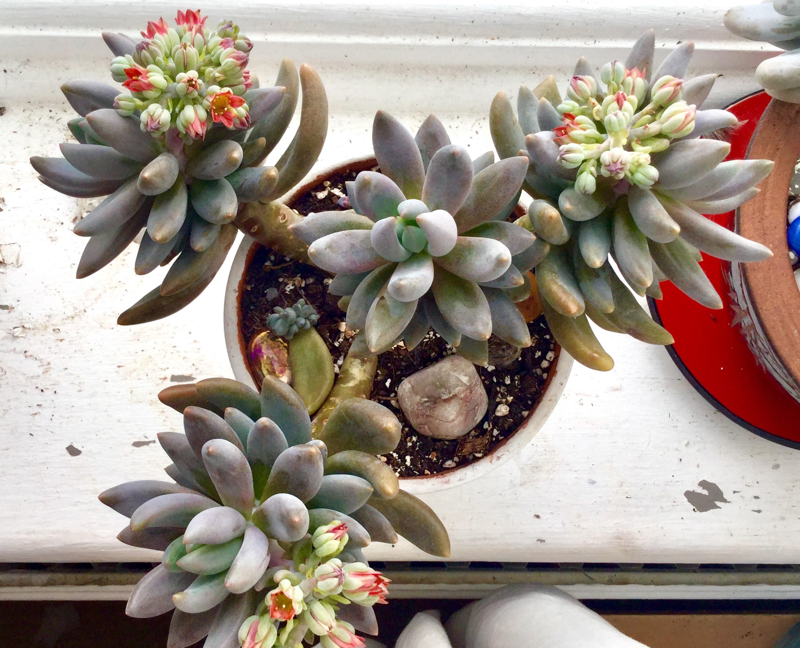 The slowest blooming succulent everrr... but can't wait so see 'em all