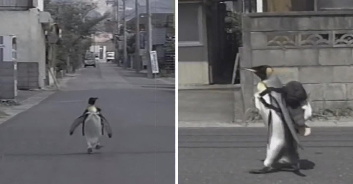 La La is a pet Penguin from Japan that walks to the local market by