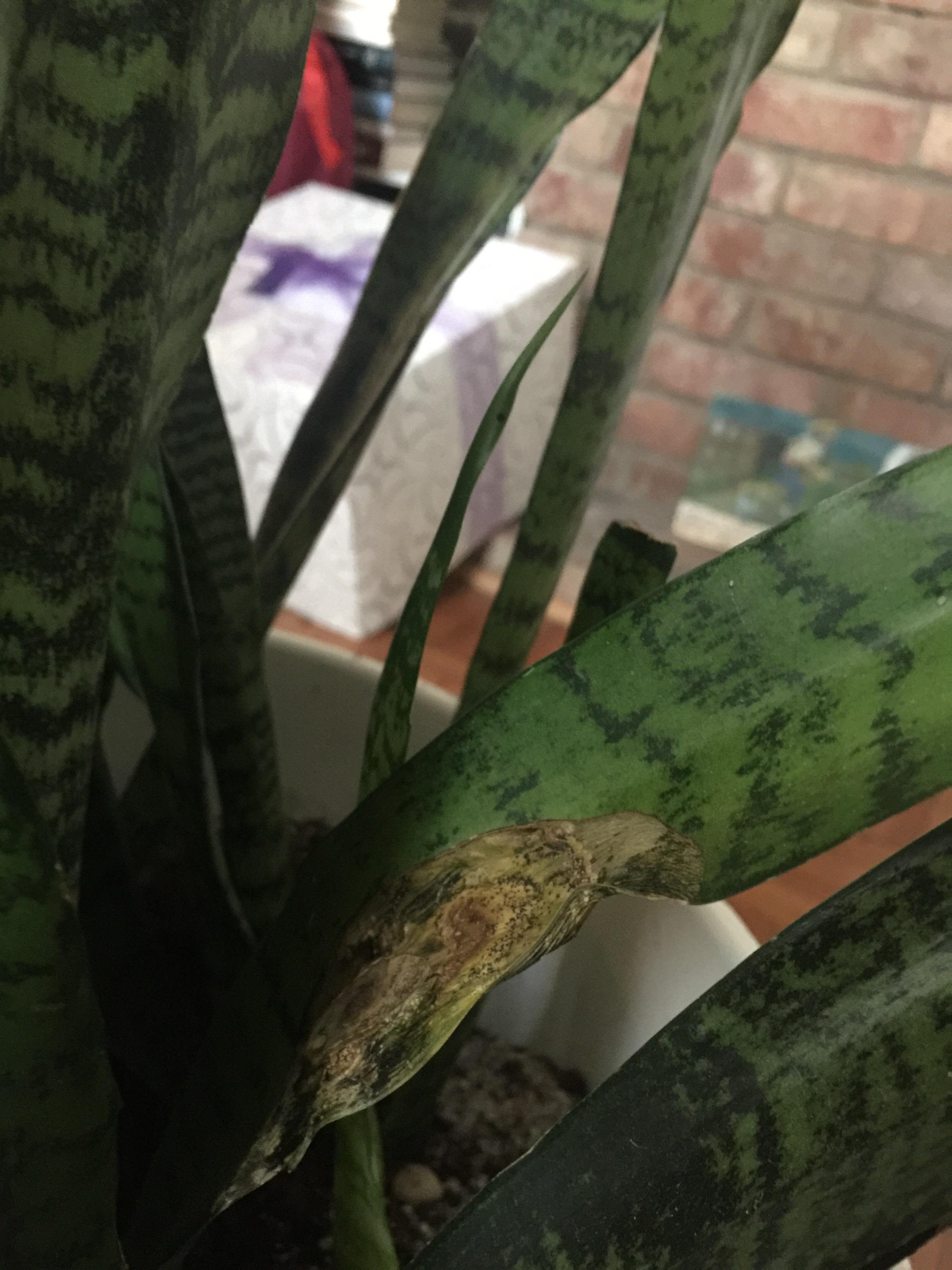 Please help me identify what's wrong with my snake plant r/plants
