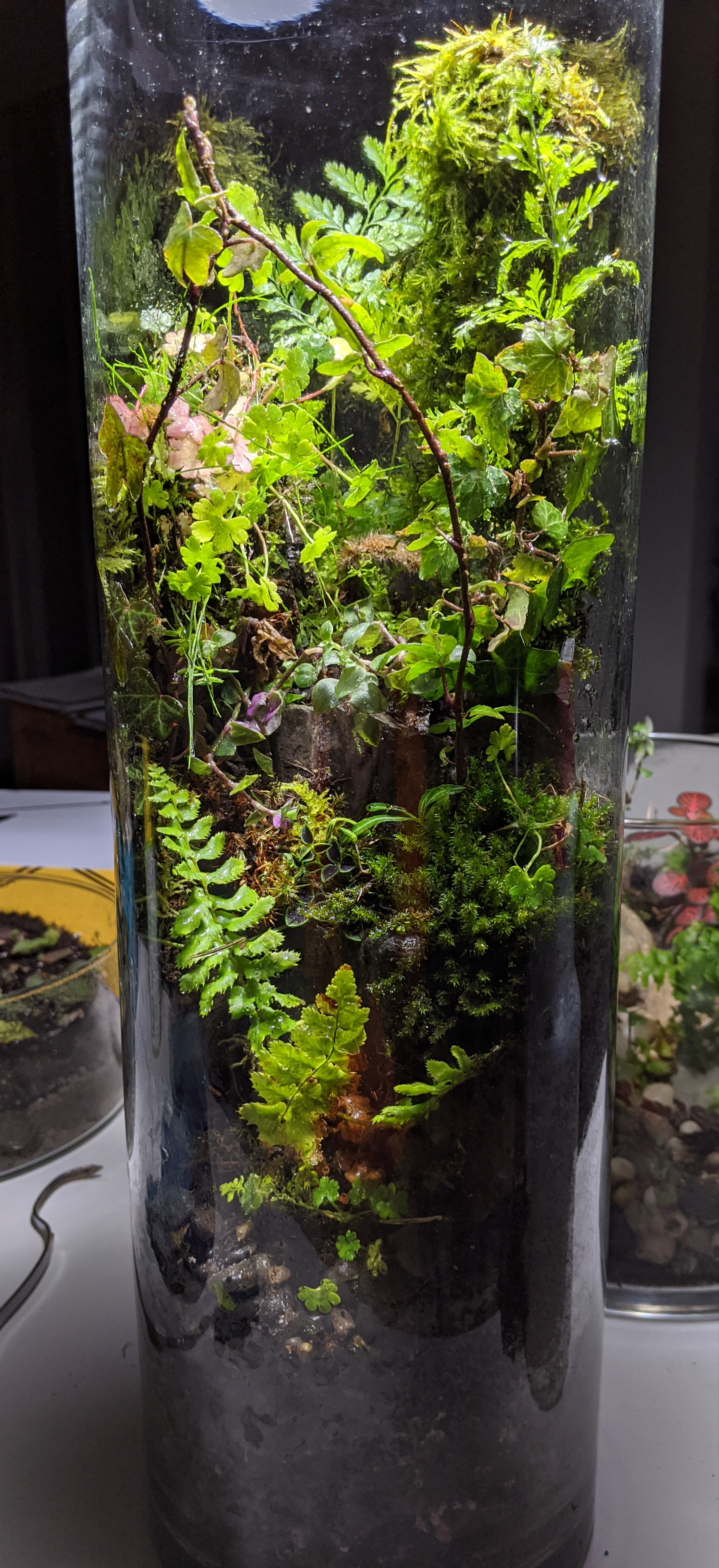 Found this 2 foot tall vase and turned it in to a terrarium r/terrariums