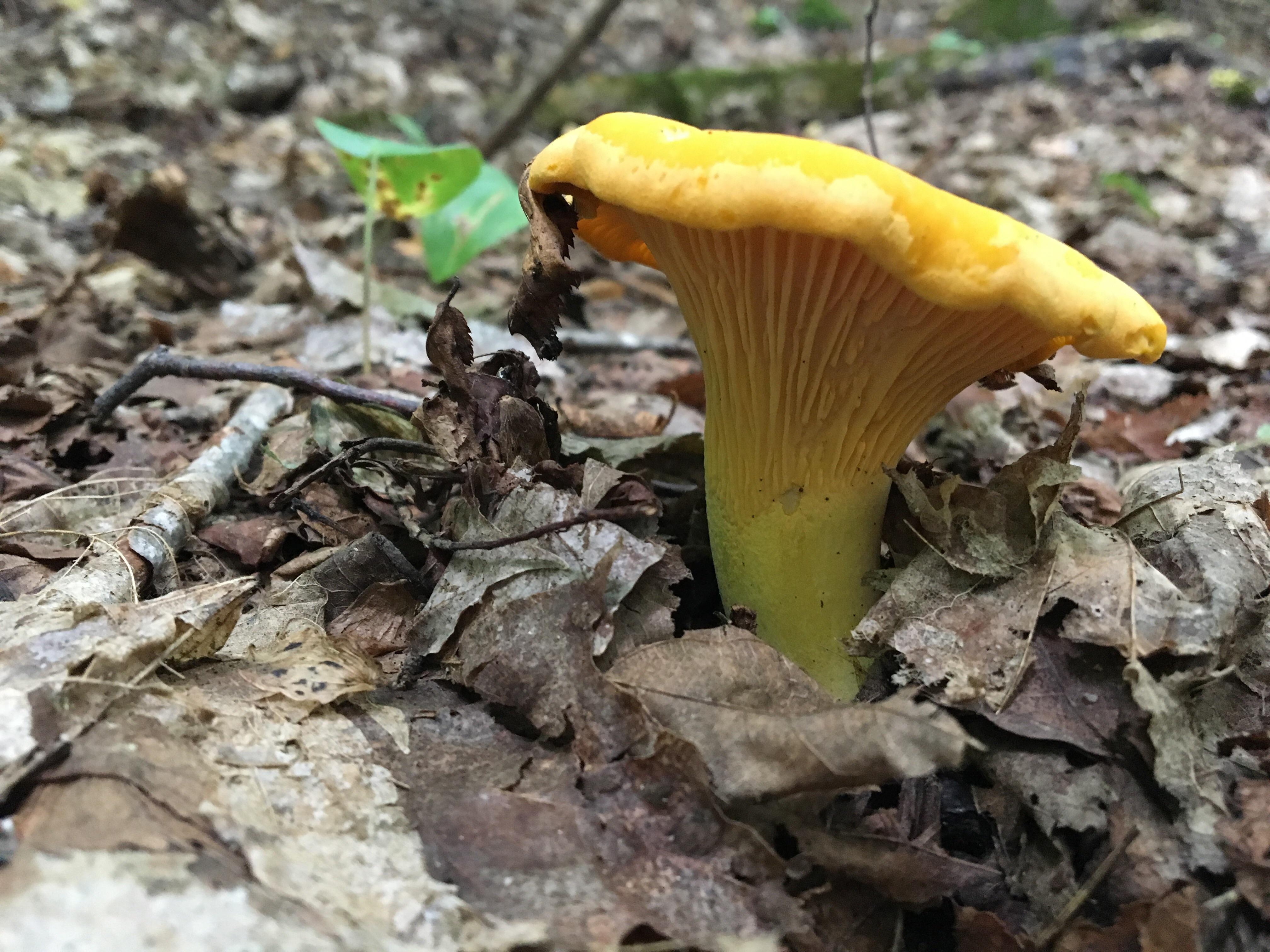 Are these false gills? Chanterelle? (Southern Ontario, Canada) r/mycology
