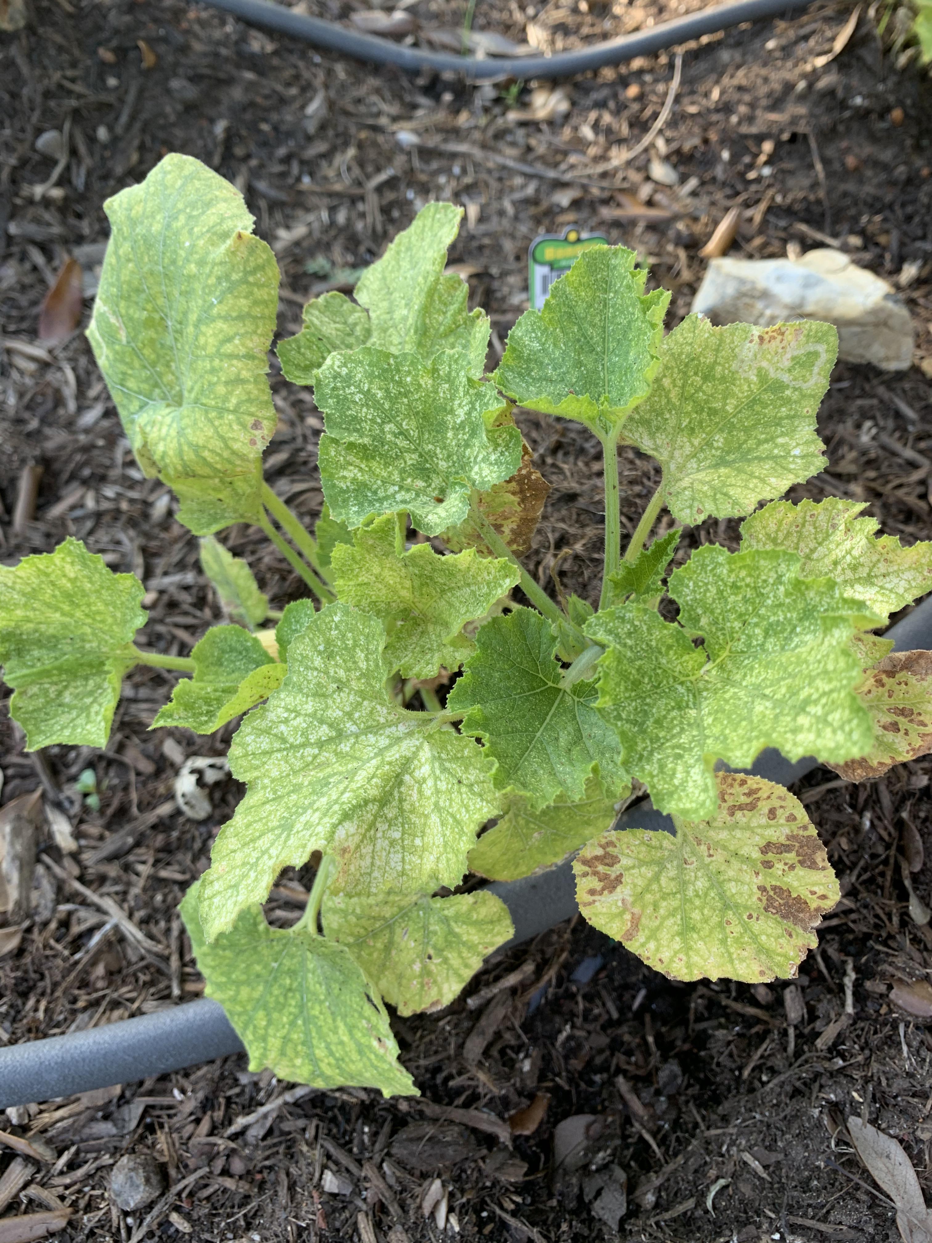 What’s wrong with my Zucchini plant? r/gardening