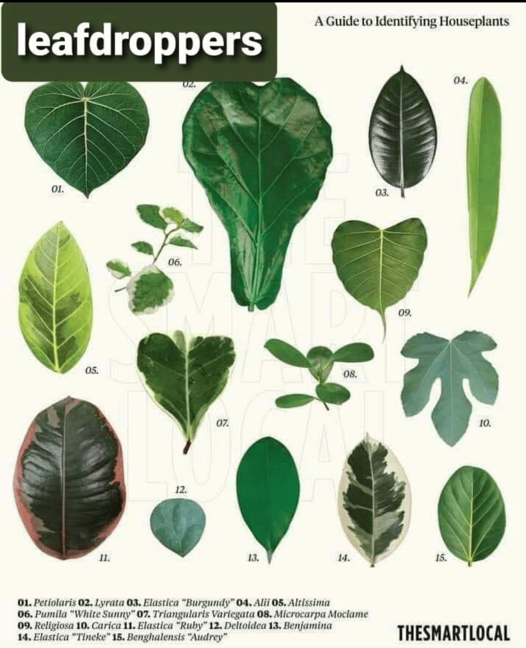 Identifying House Plants By Leaves