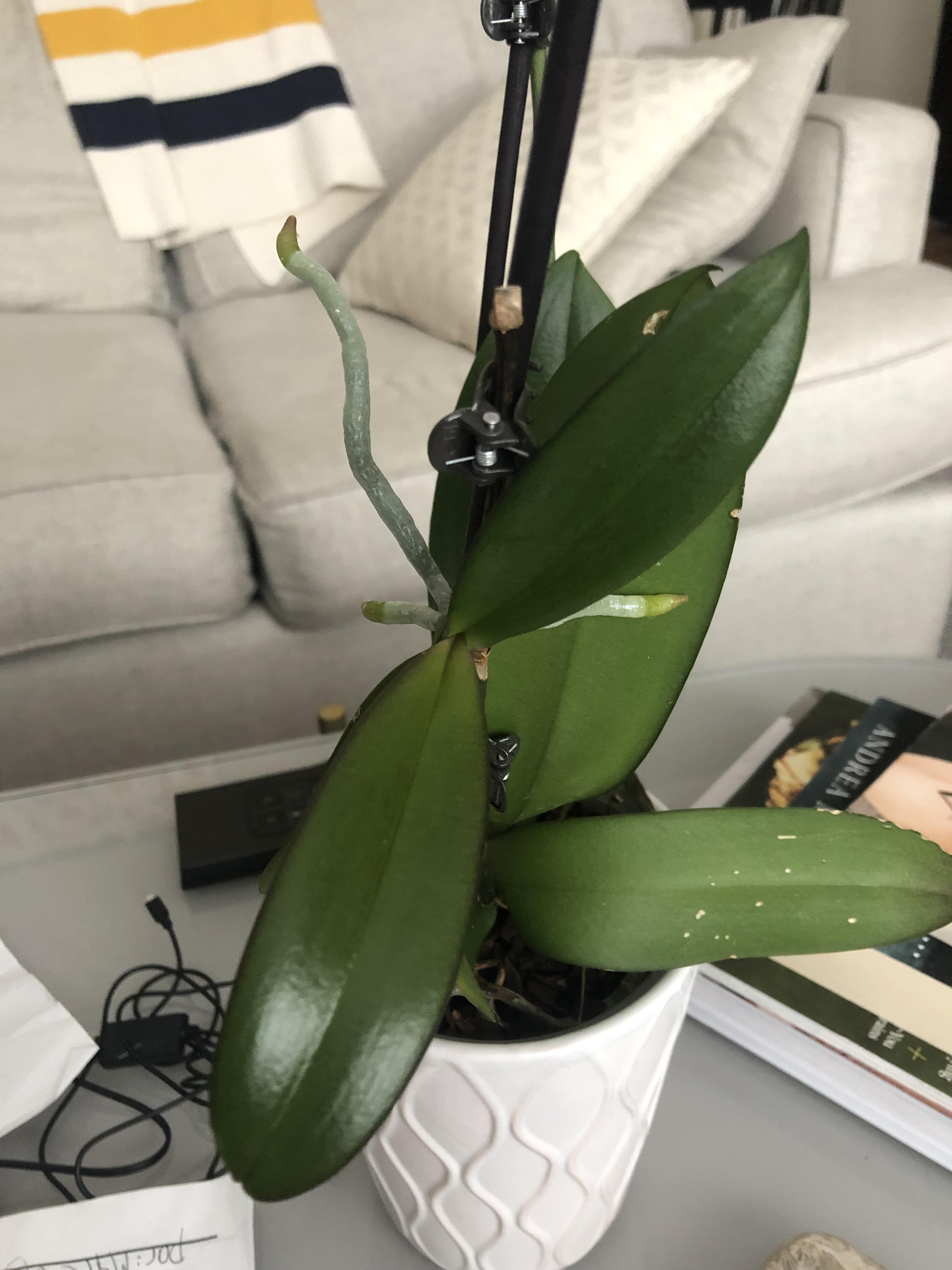 I’m so excited about baby orchids! How much root do I need to propagate