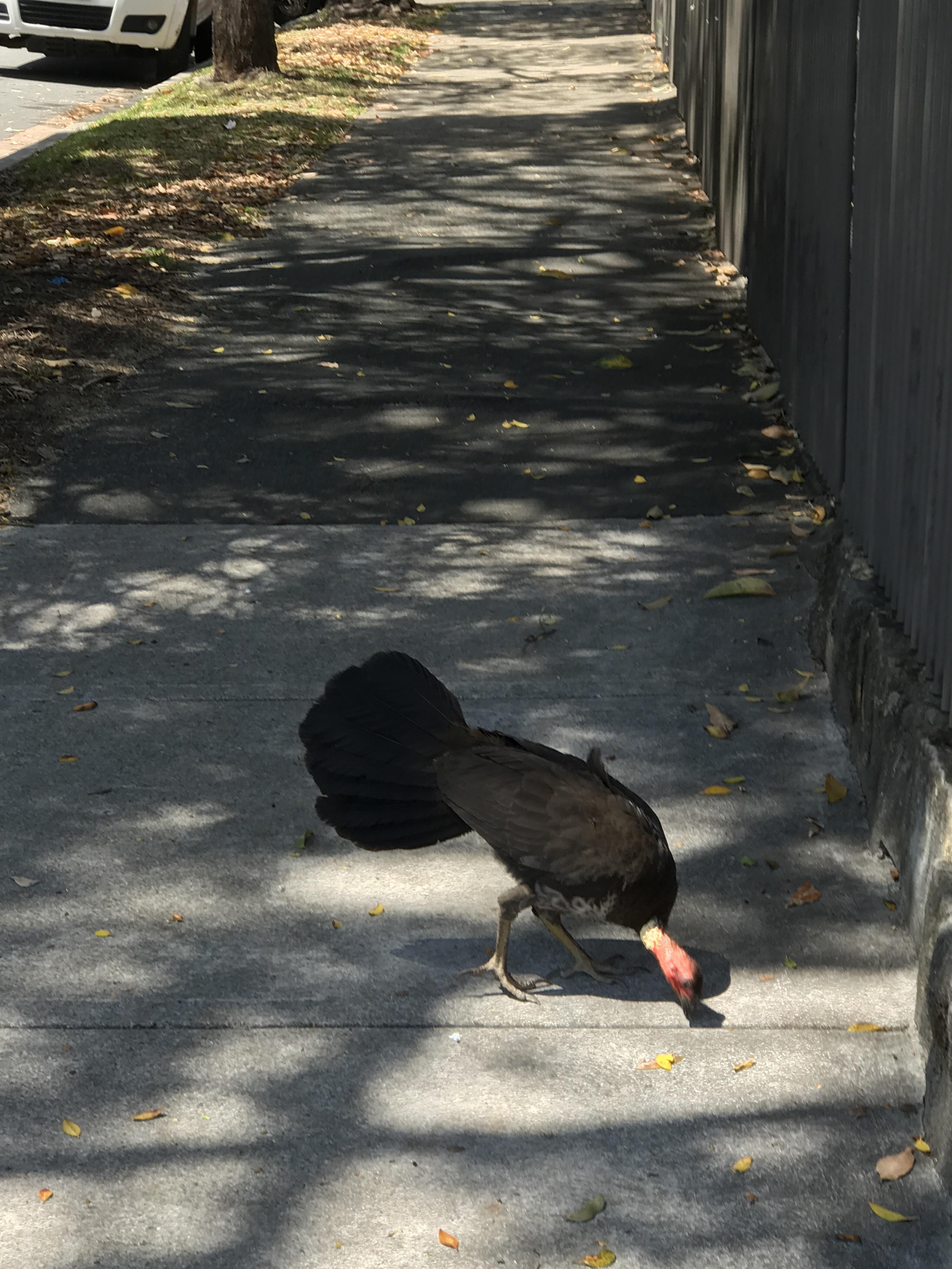 Sydney suburban bush turkey r/sydney
