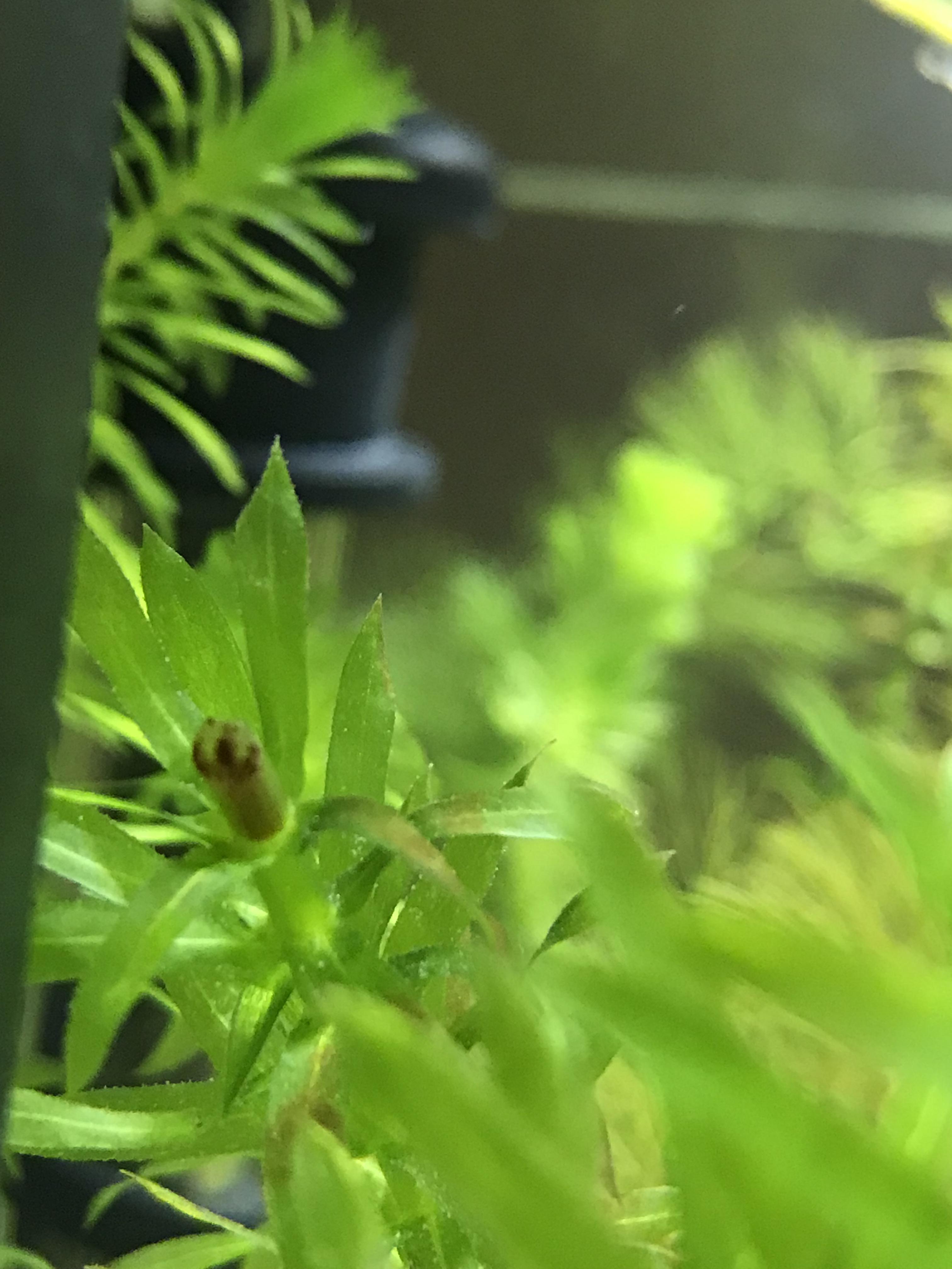 Why does the tip of my anachris turn brown when I cut it? r/Aquariums