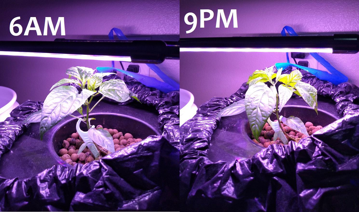 Pepper Plant Drooping at the End of the Day, not sure why. r/Hydroponics