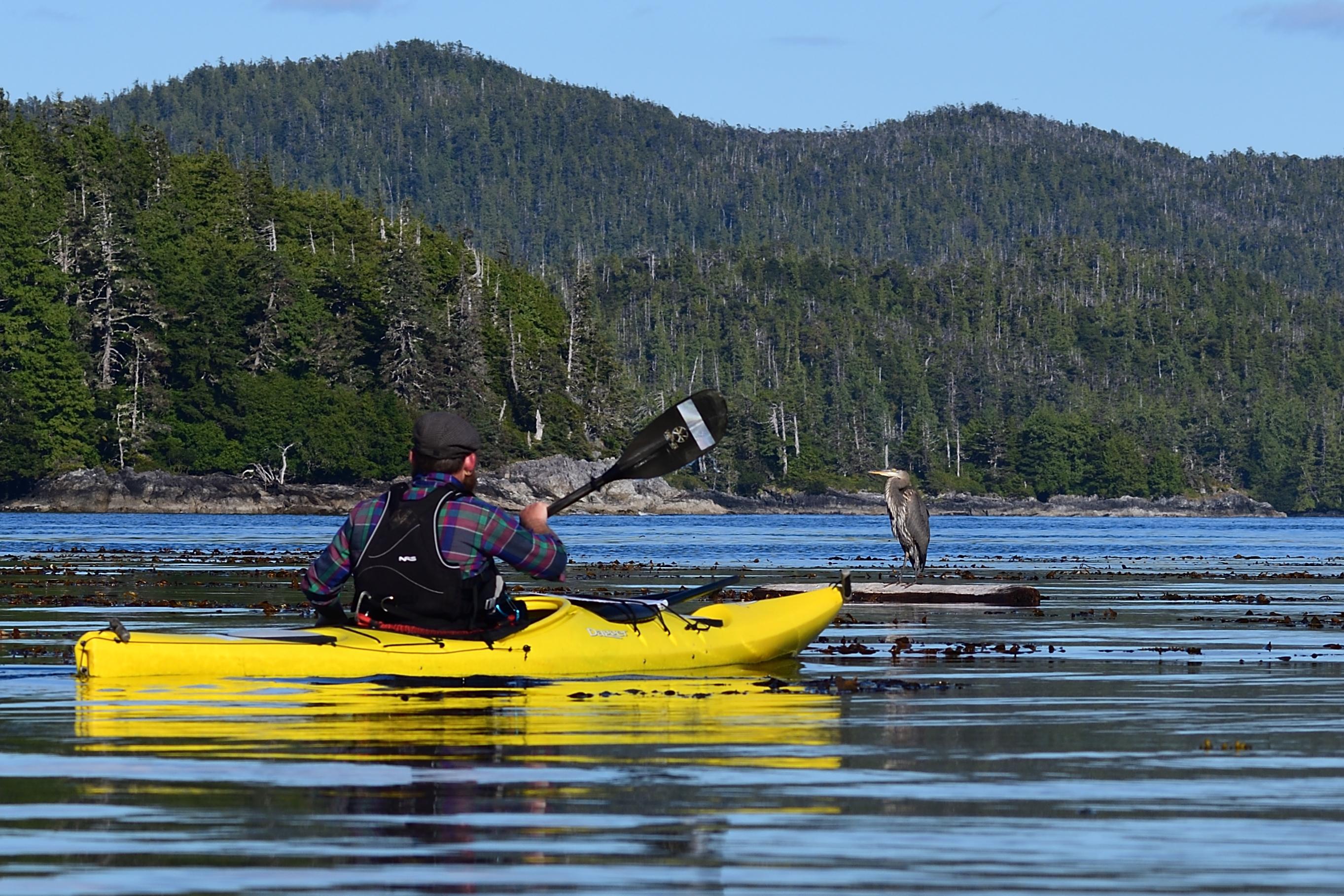 Great Blue Heron Prince of Wales Is. Wilderness r/Kayaking