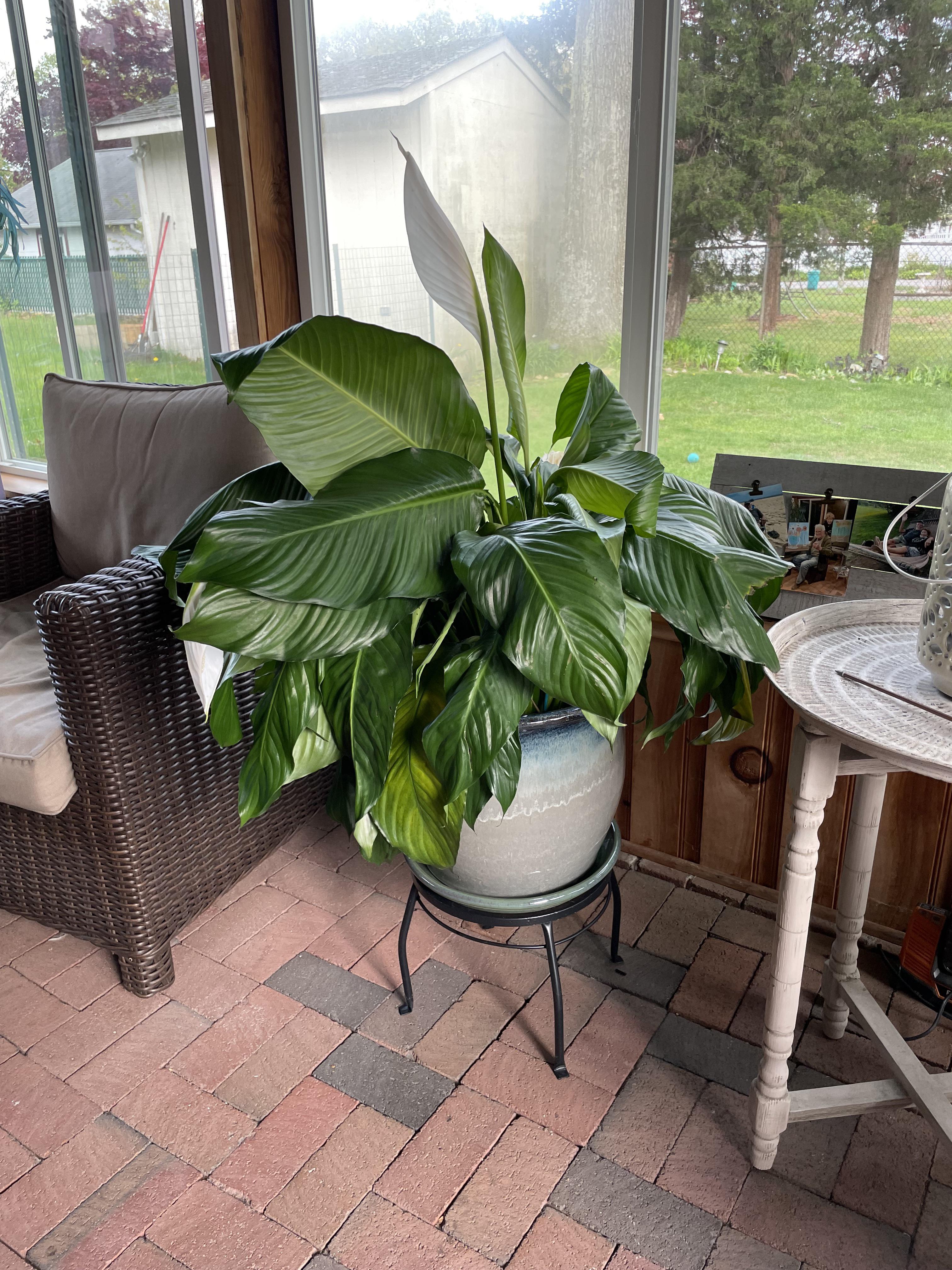 Need help Peace Lily looks like it needs to be watered, but the water