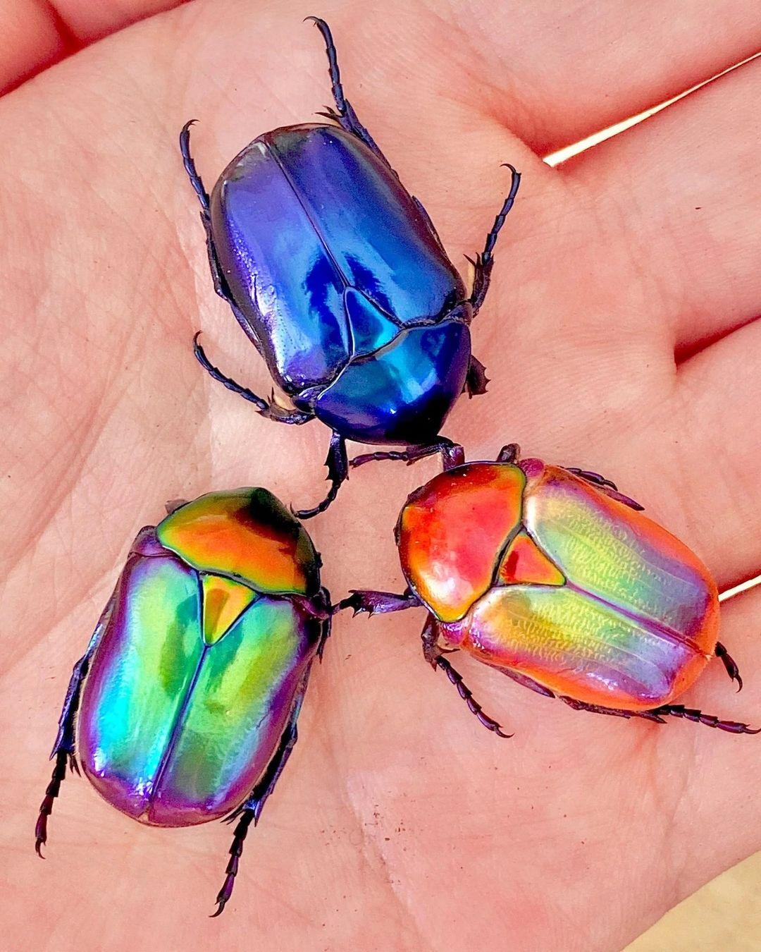 Jewel Flower Beetle The jewel flower beetle, or metallic woodboring beetle, is a stunning