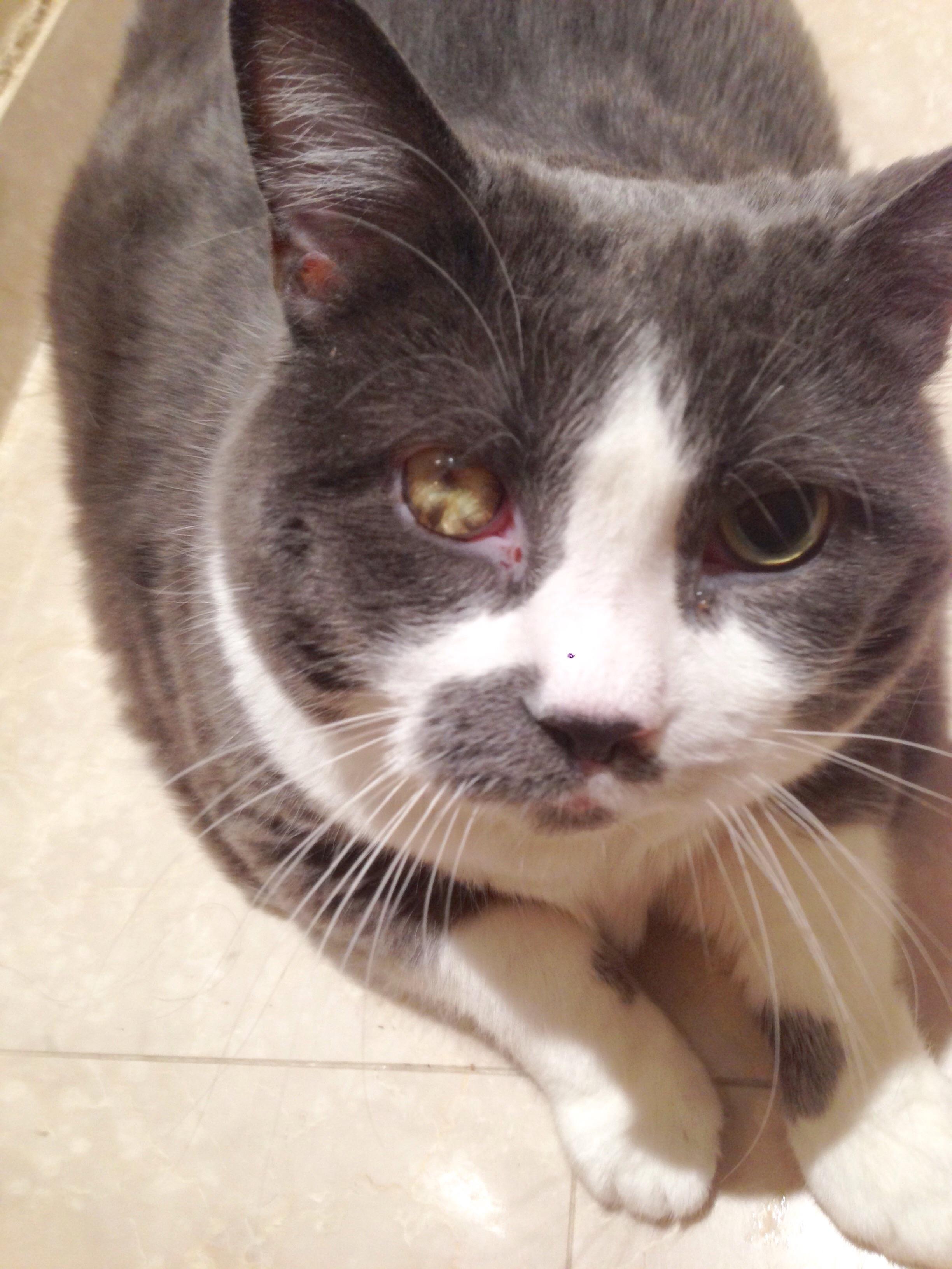 Plomps giving y'all the old stink eye r/PlompsTheCat