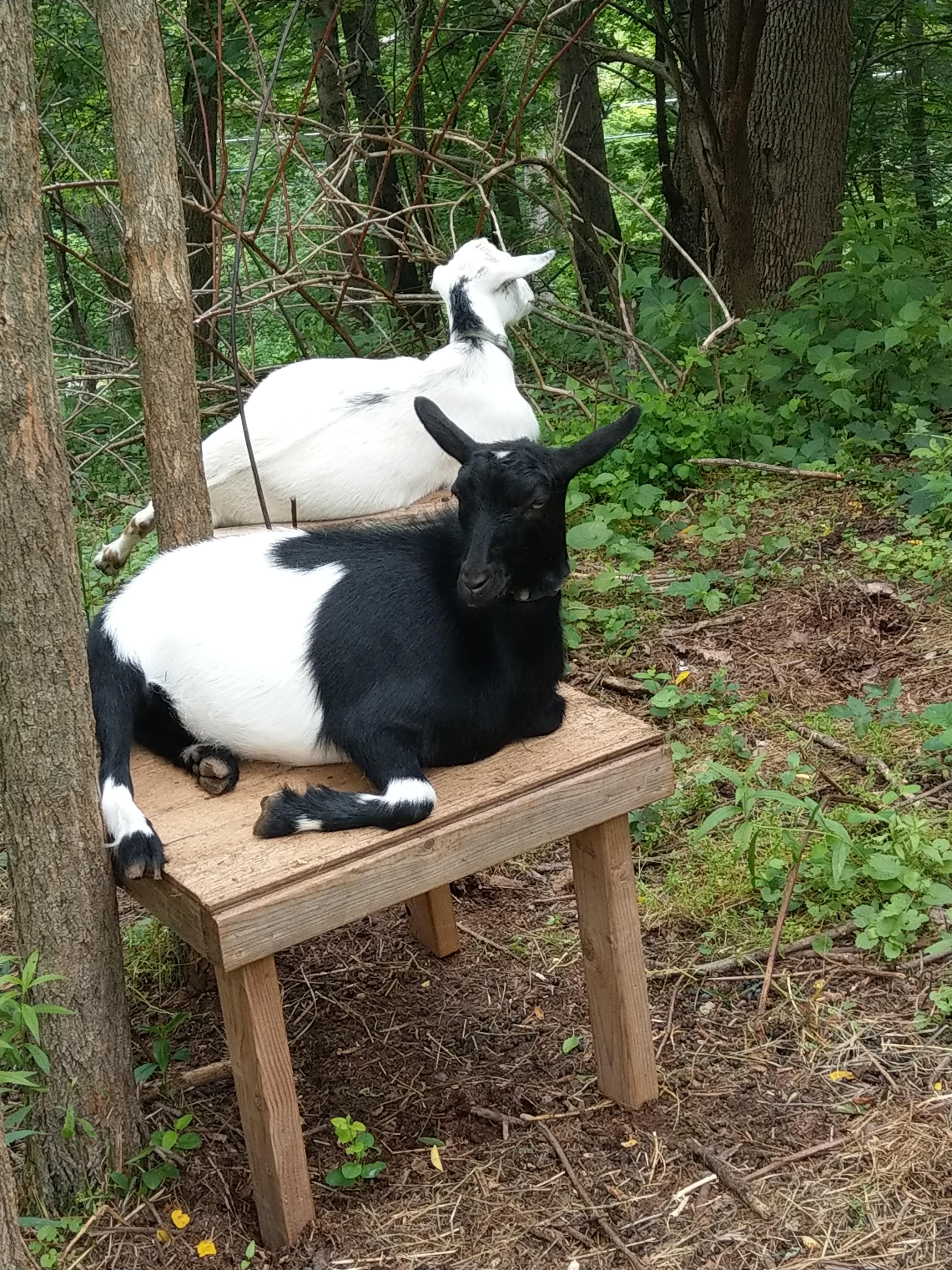 How are others keeping the biting flies off of their goats? Wondering