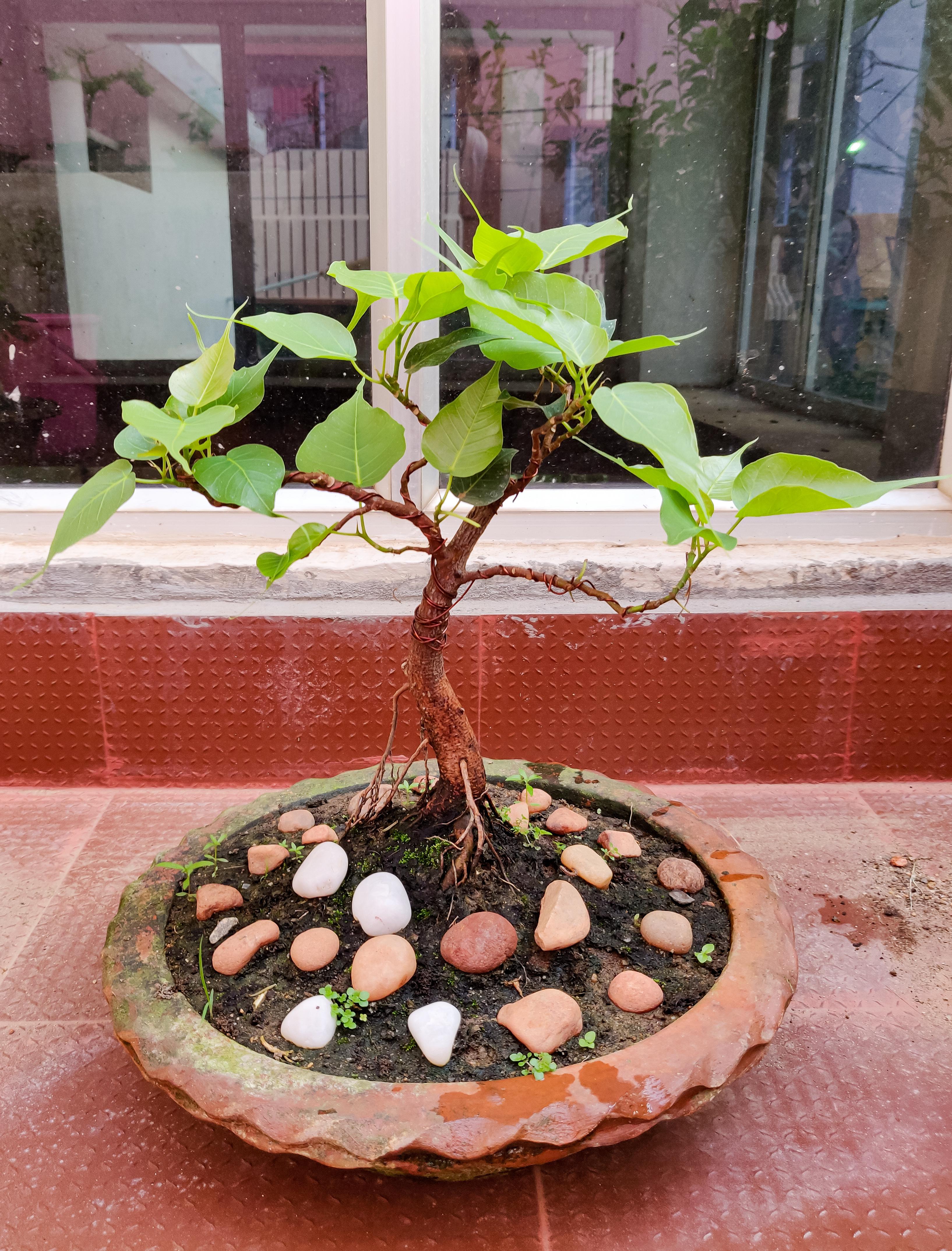Growing baby (Ficus Religiosa) r/Bonsai