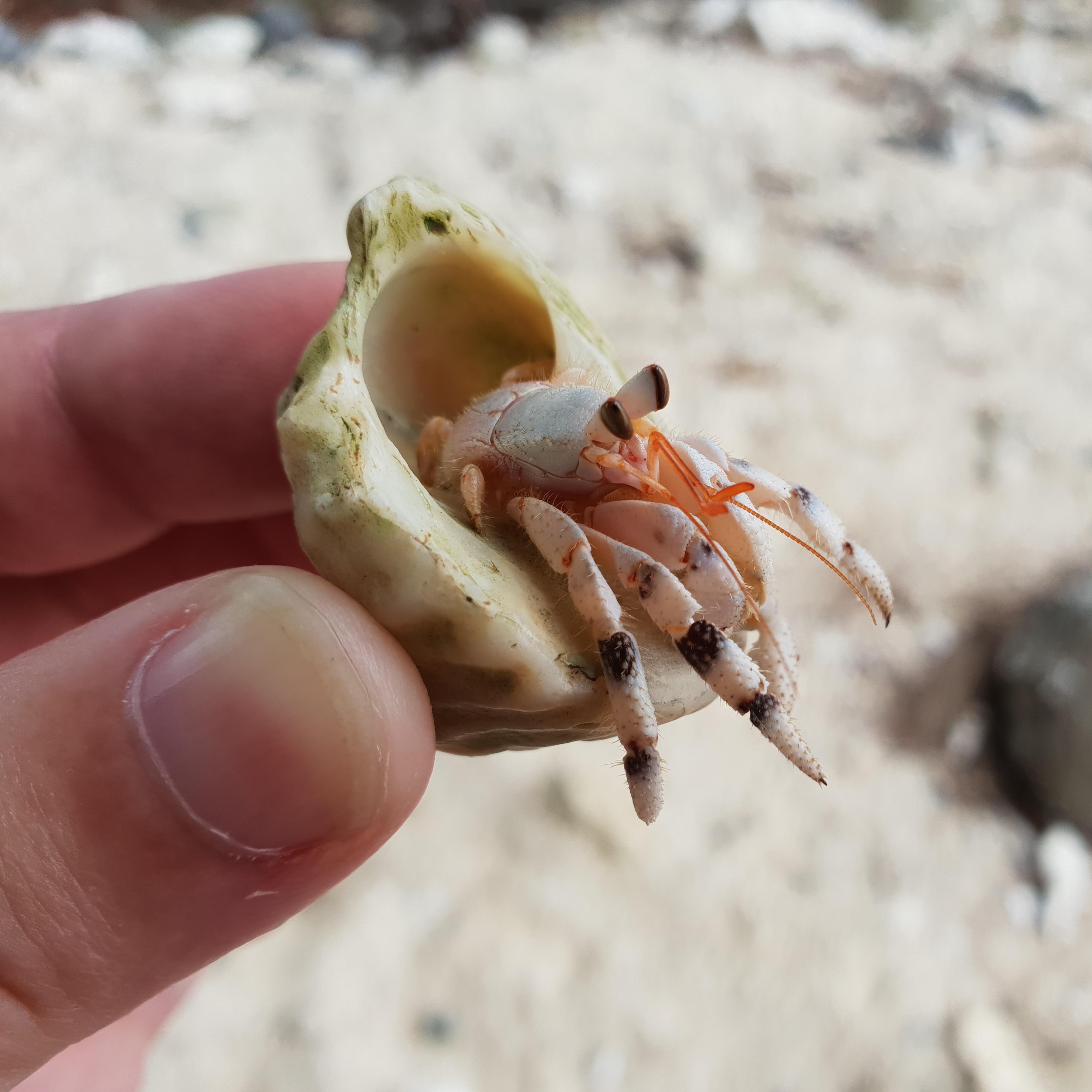 Found this cute hermit crab yesterday here in Rarotonga. [OC] r/aww