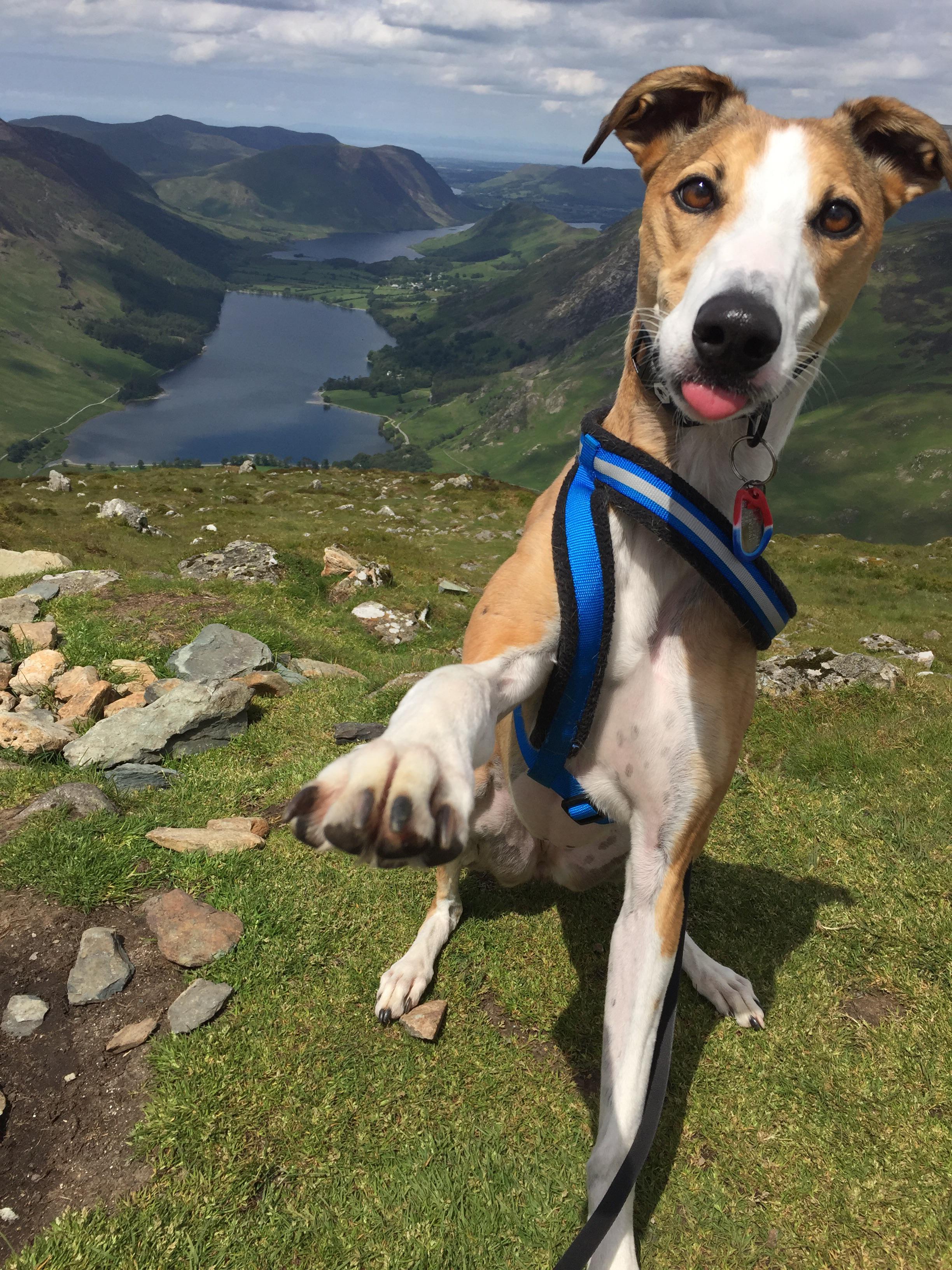 My favorite hiking buddy r/cute_animals