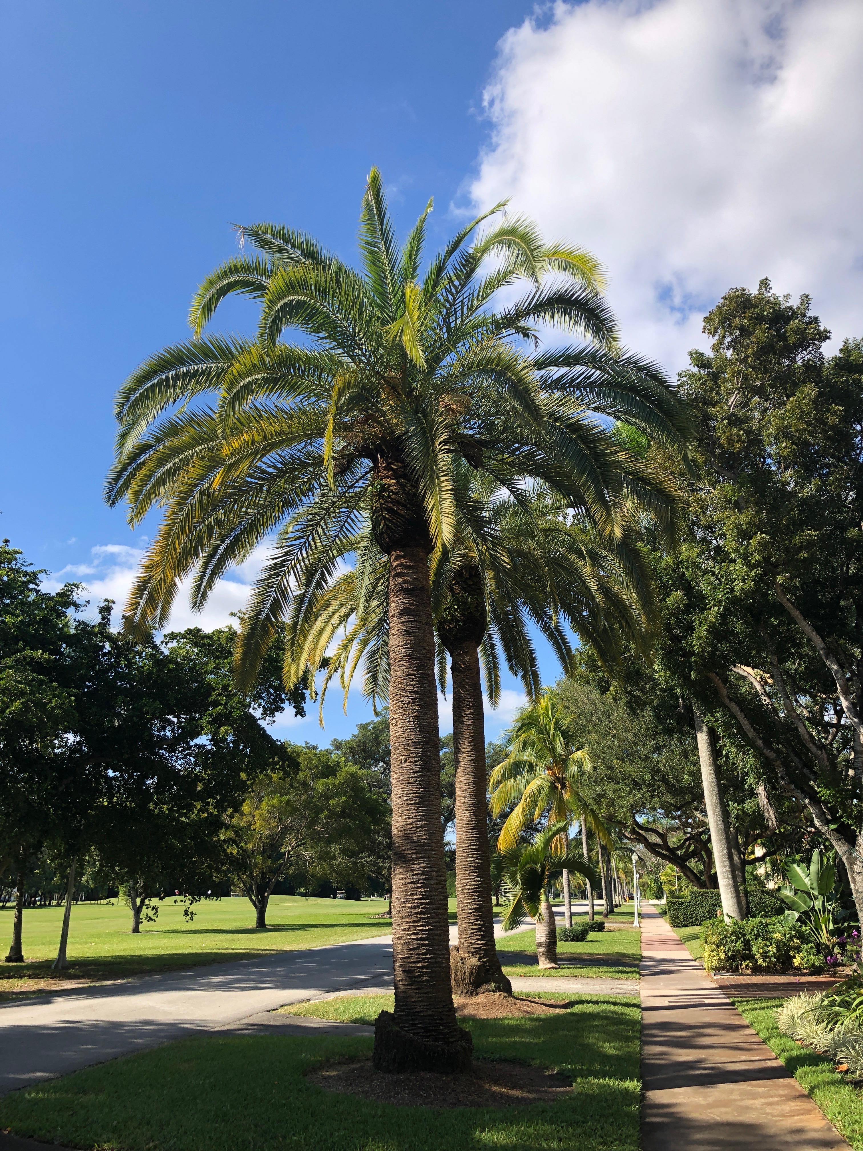 Can anyone tell me the exact type of palm tree this is? South Florida