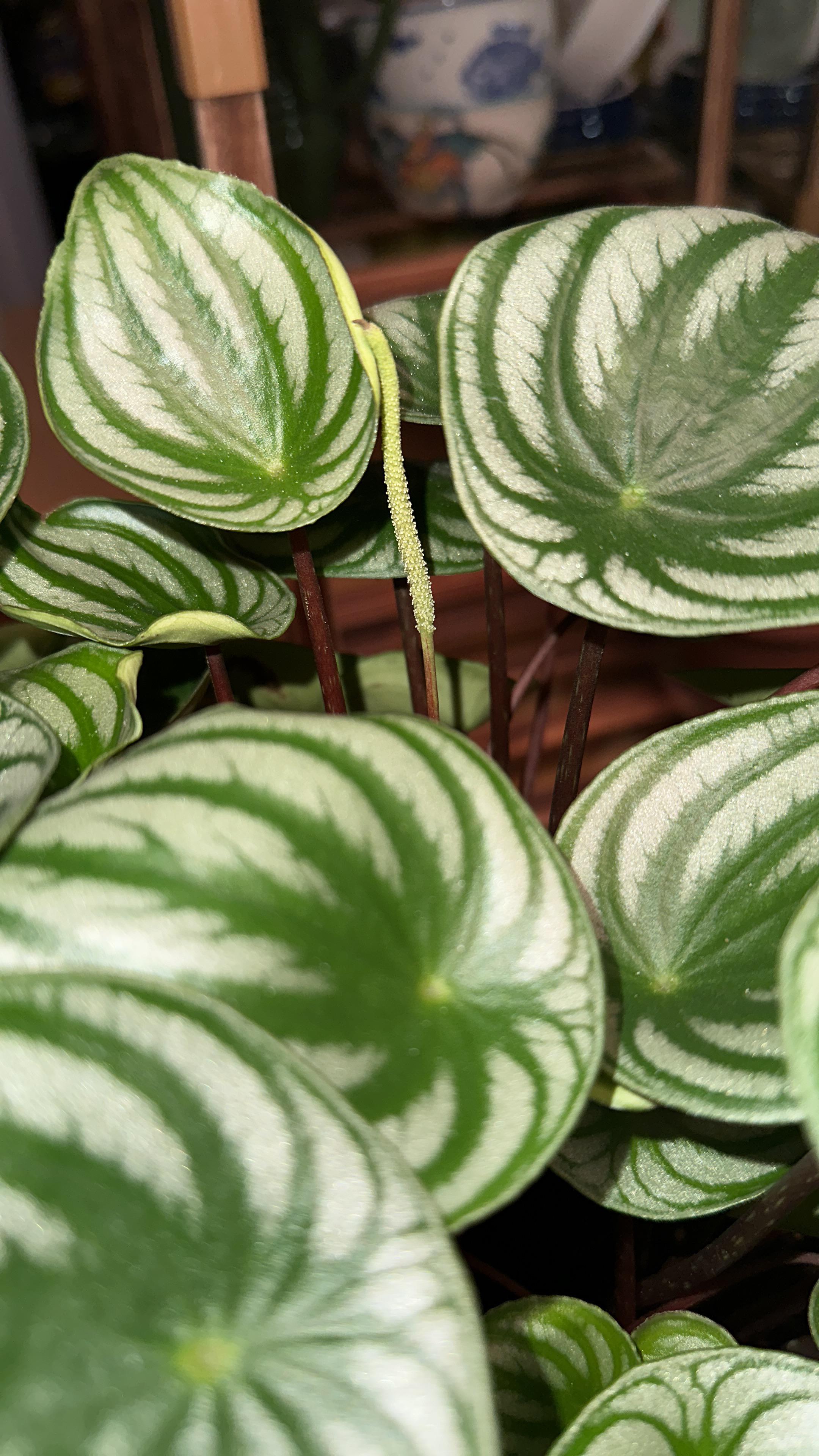 So the watermelon’s flower smells like cat vomit… r/houseplants