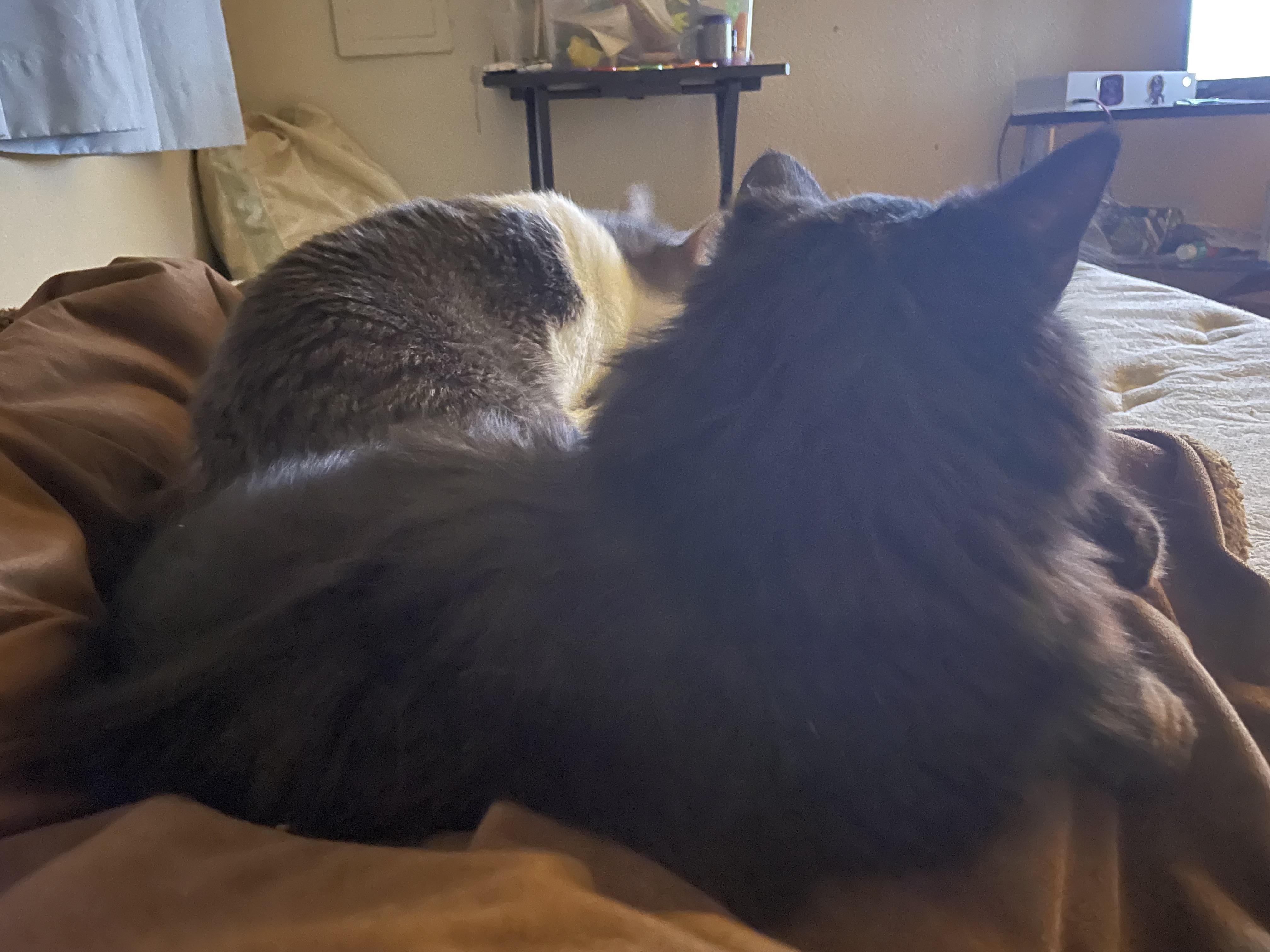 So freaking adorable!!!!! r/cats