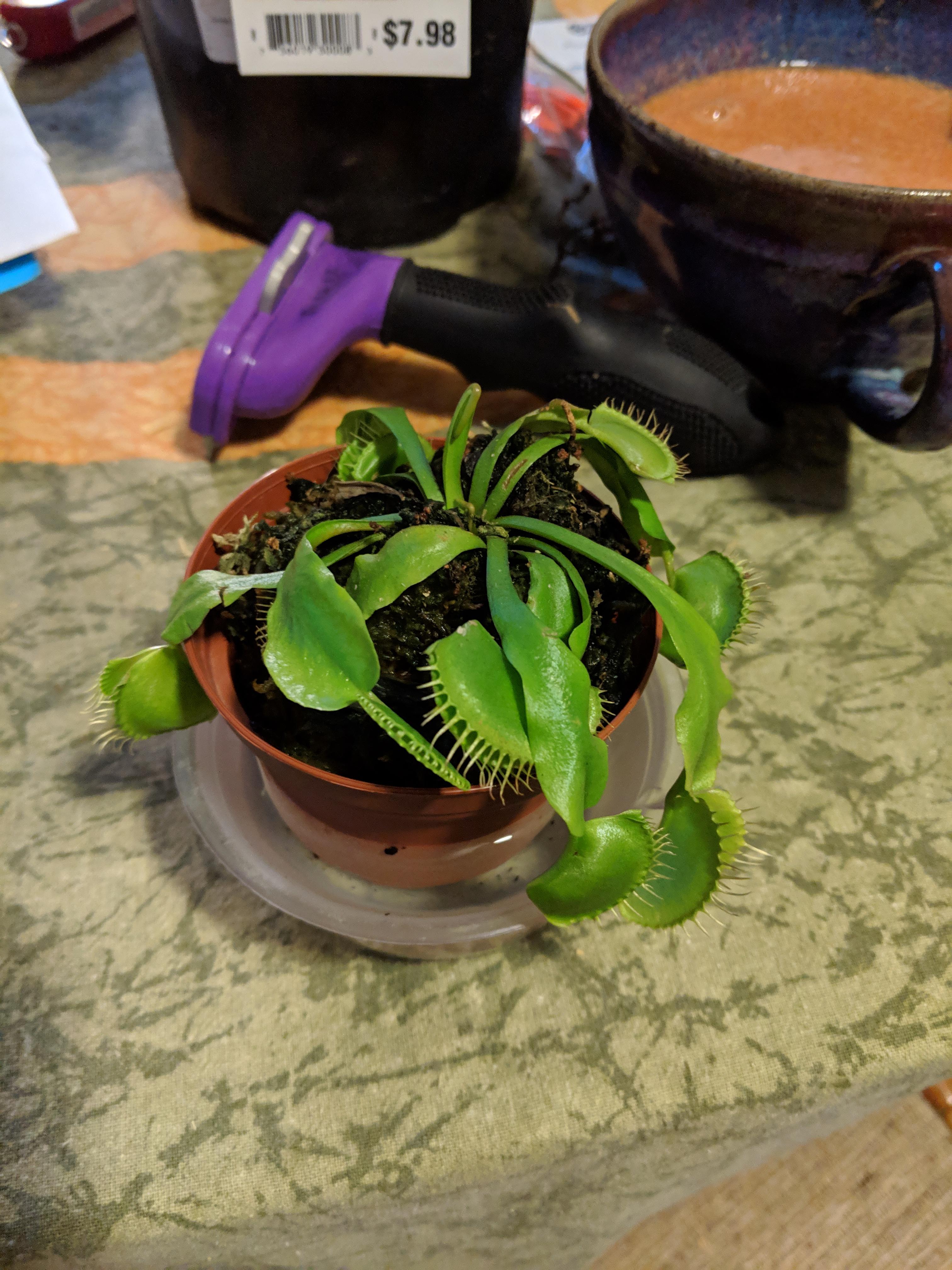 My Venus fly trap came to me yesterday very droopy, and a good soak