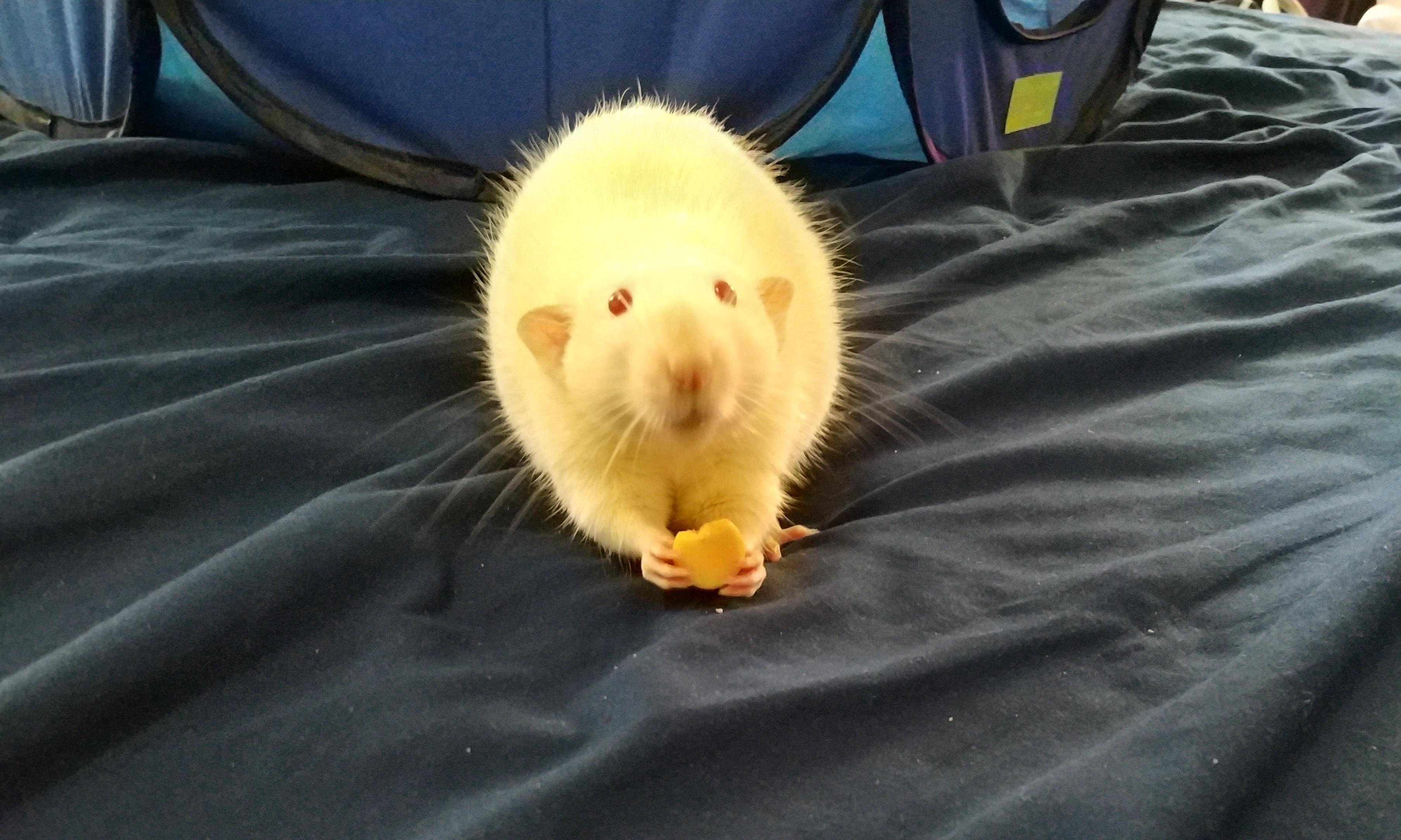 Charles eating his yogurt drop r/RATS