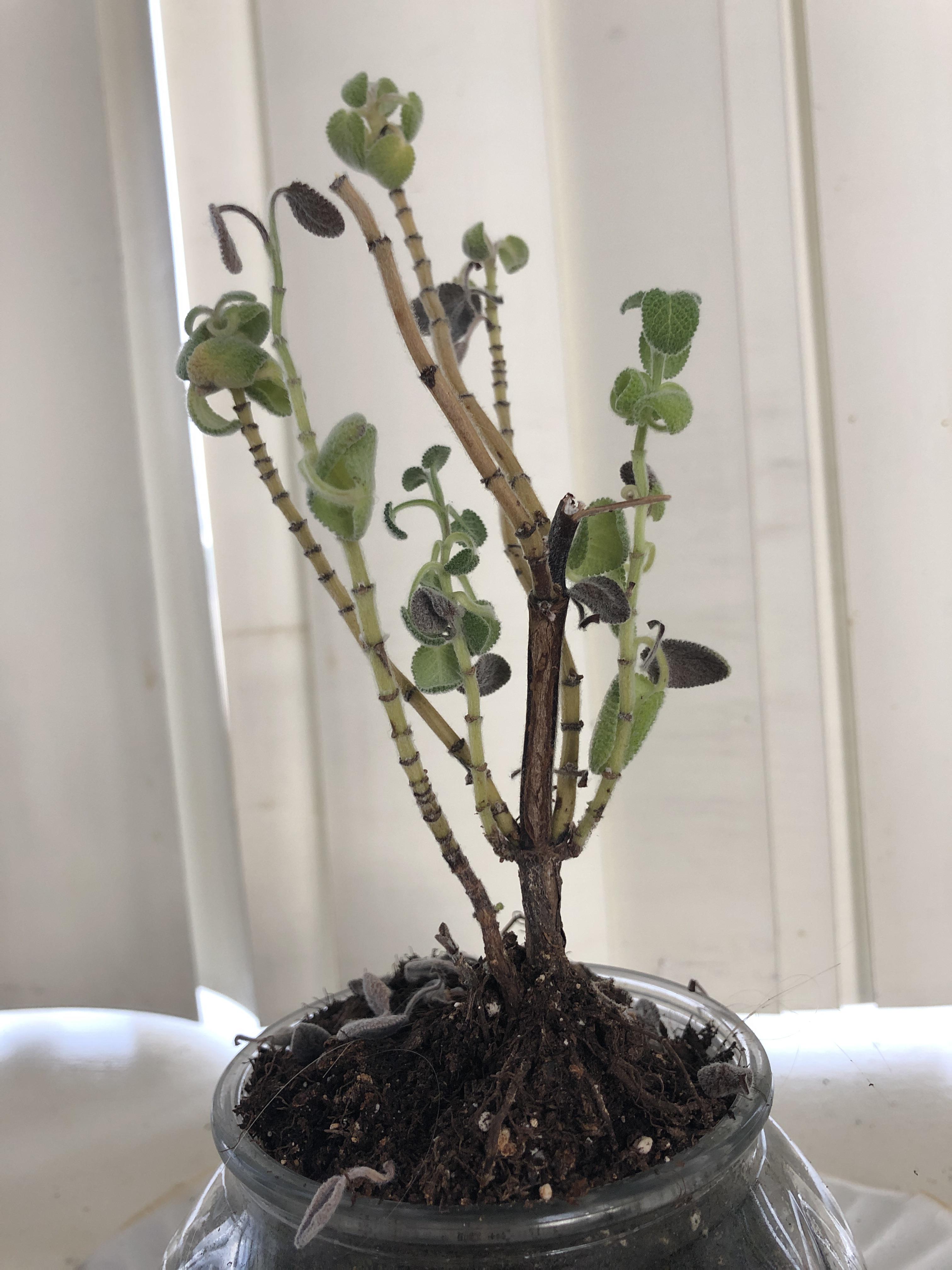 Does my indoor sage plant have a fungal infection? The leaves are