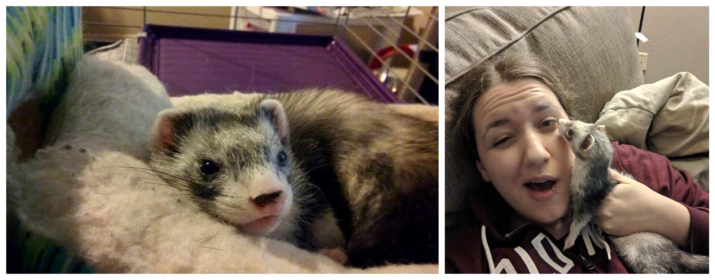 My little floof, Piper, passed away yesterday afternoon. Aggressive