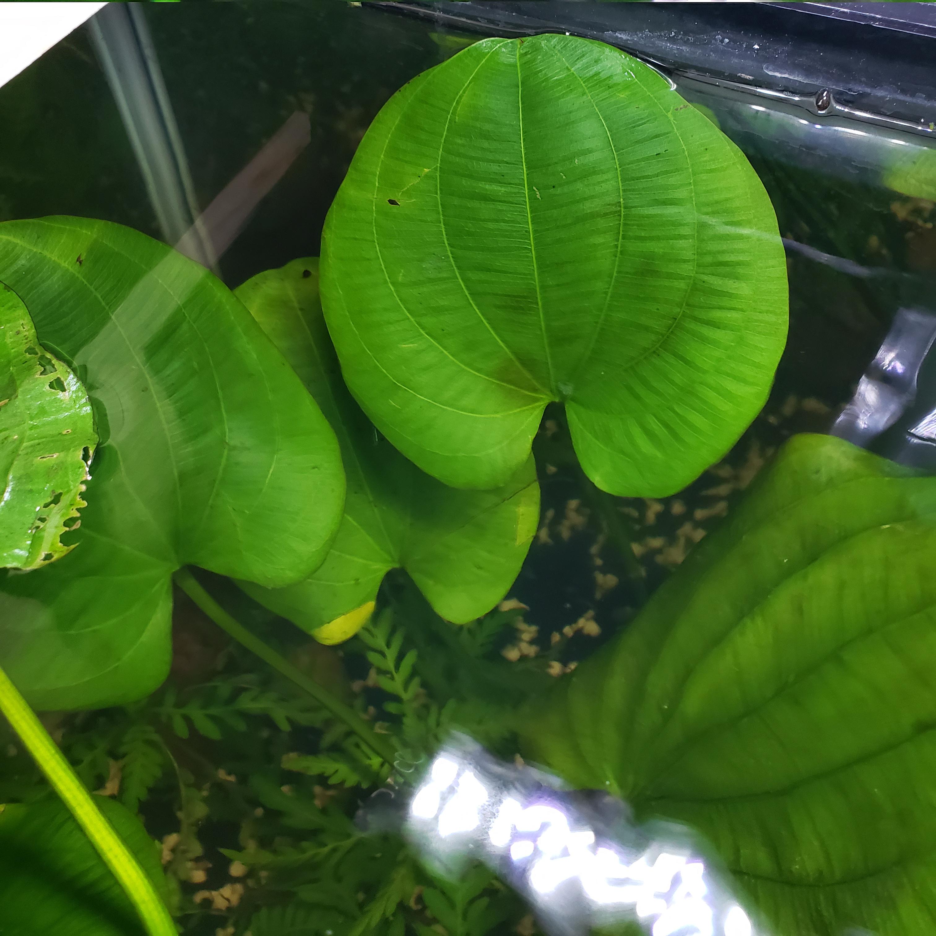 Was told amazon swords before, but swords look longer and pointy on image search. These are