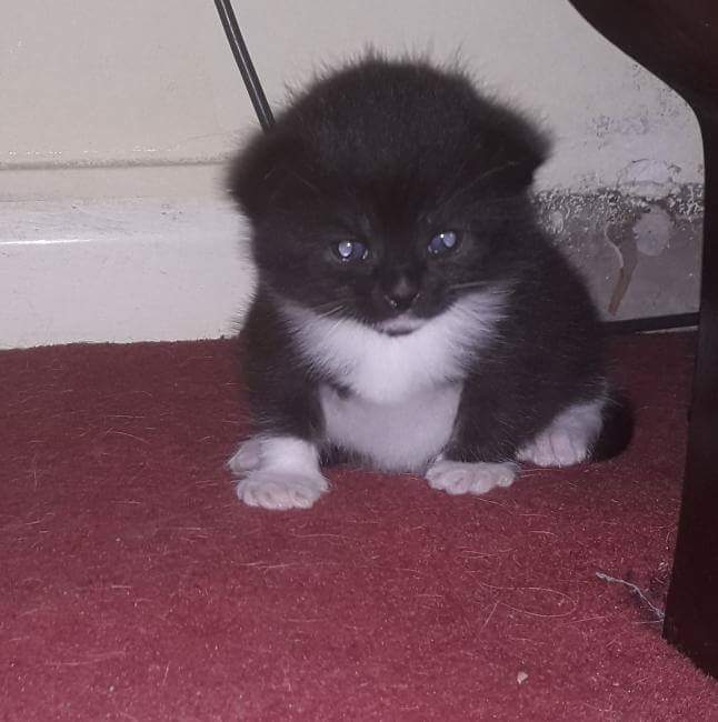 My friends cat just had kittens r/Delightfullychubby