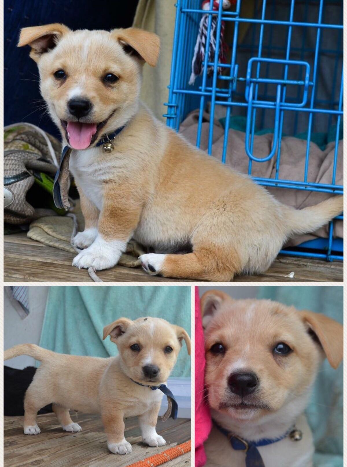 Puppy rescued!! Casper the mix