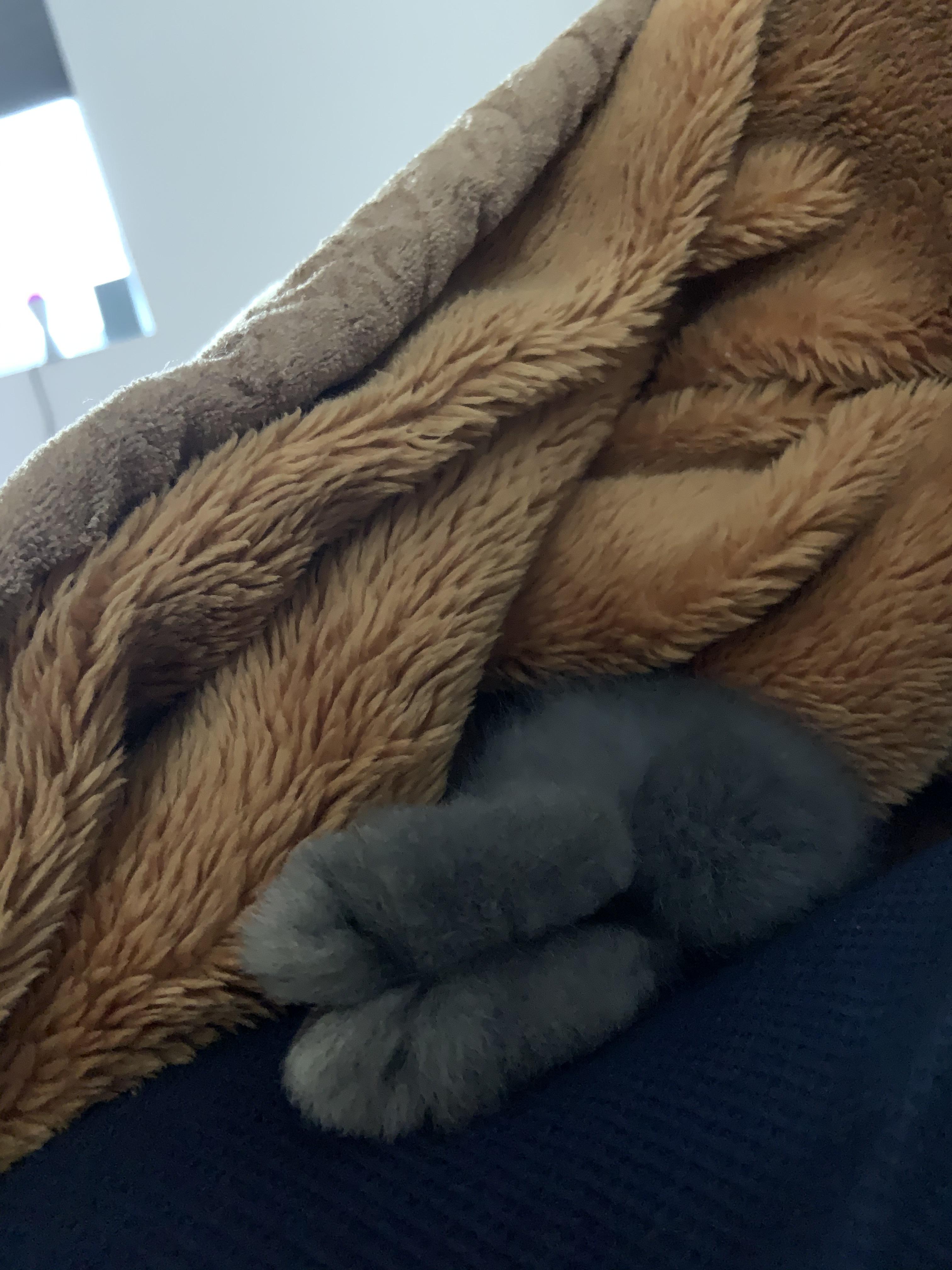 she was sleeping with me under my blanket, then i moved the blanket and