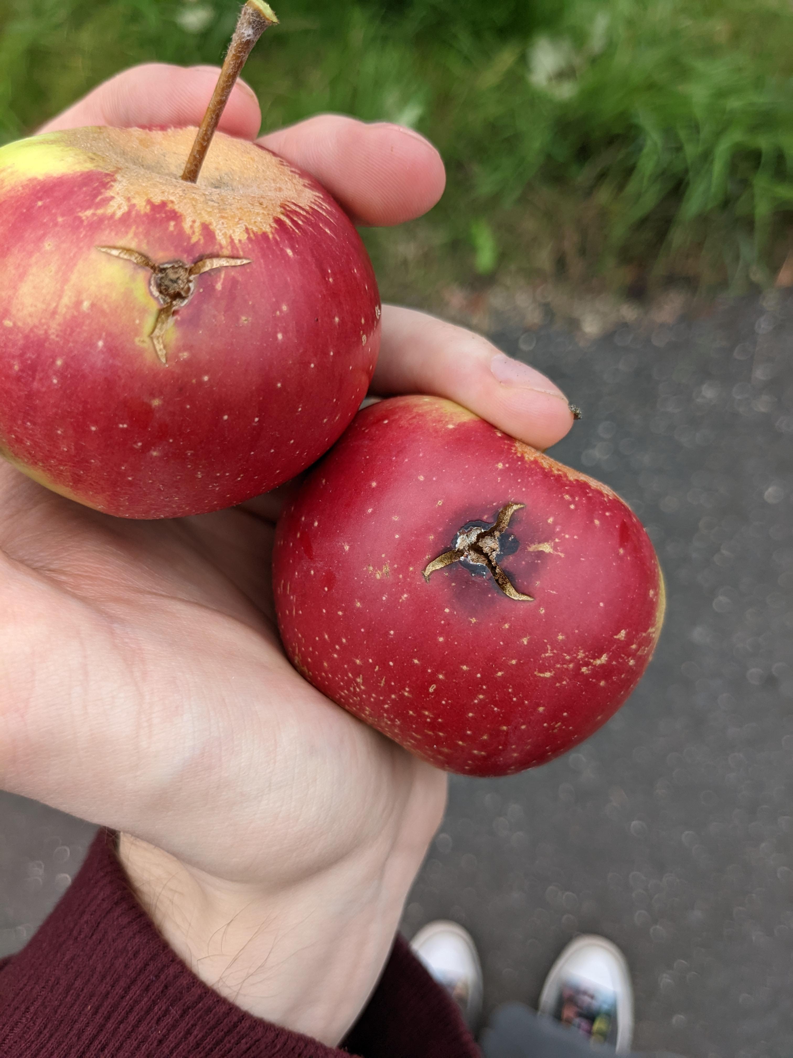 Our apples fell off the tree, FOR THE GLORY OF THE EMPIRE r/startrekmemes