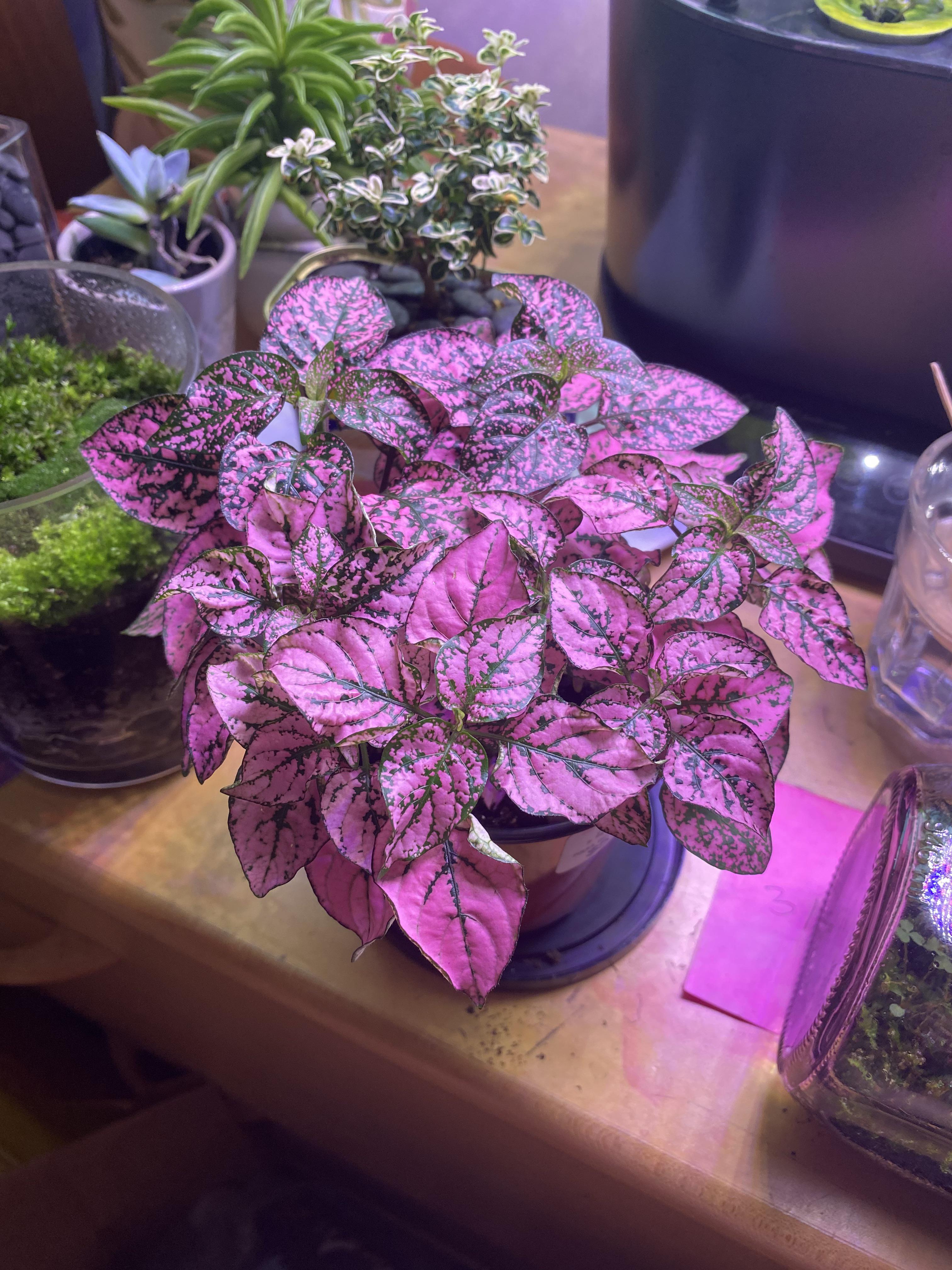 Any tips on polka dot plant care/maintenance? r/houseplants