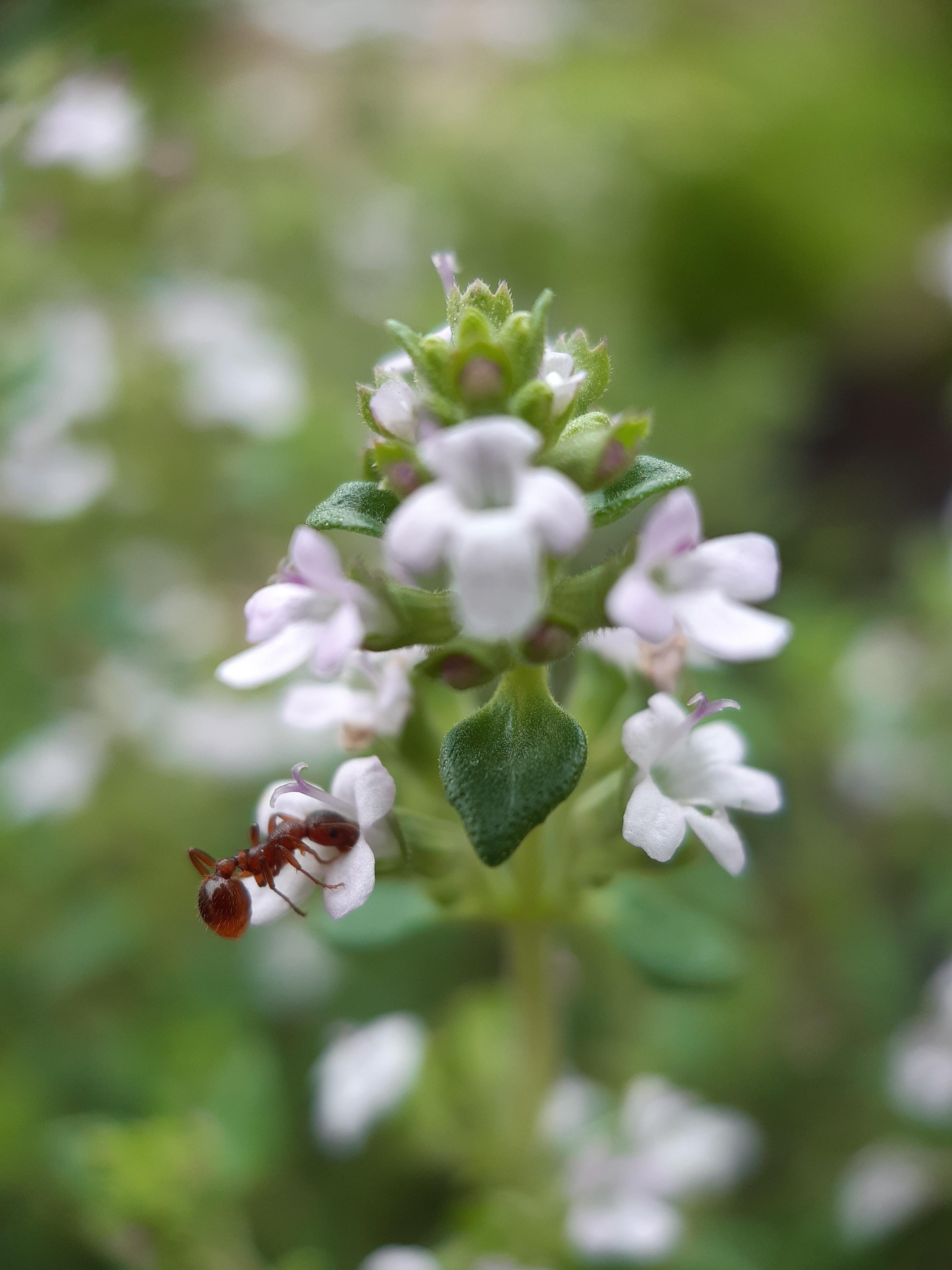 Found an ant drinking from a thyme flower. r/gardening