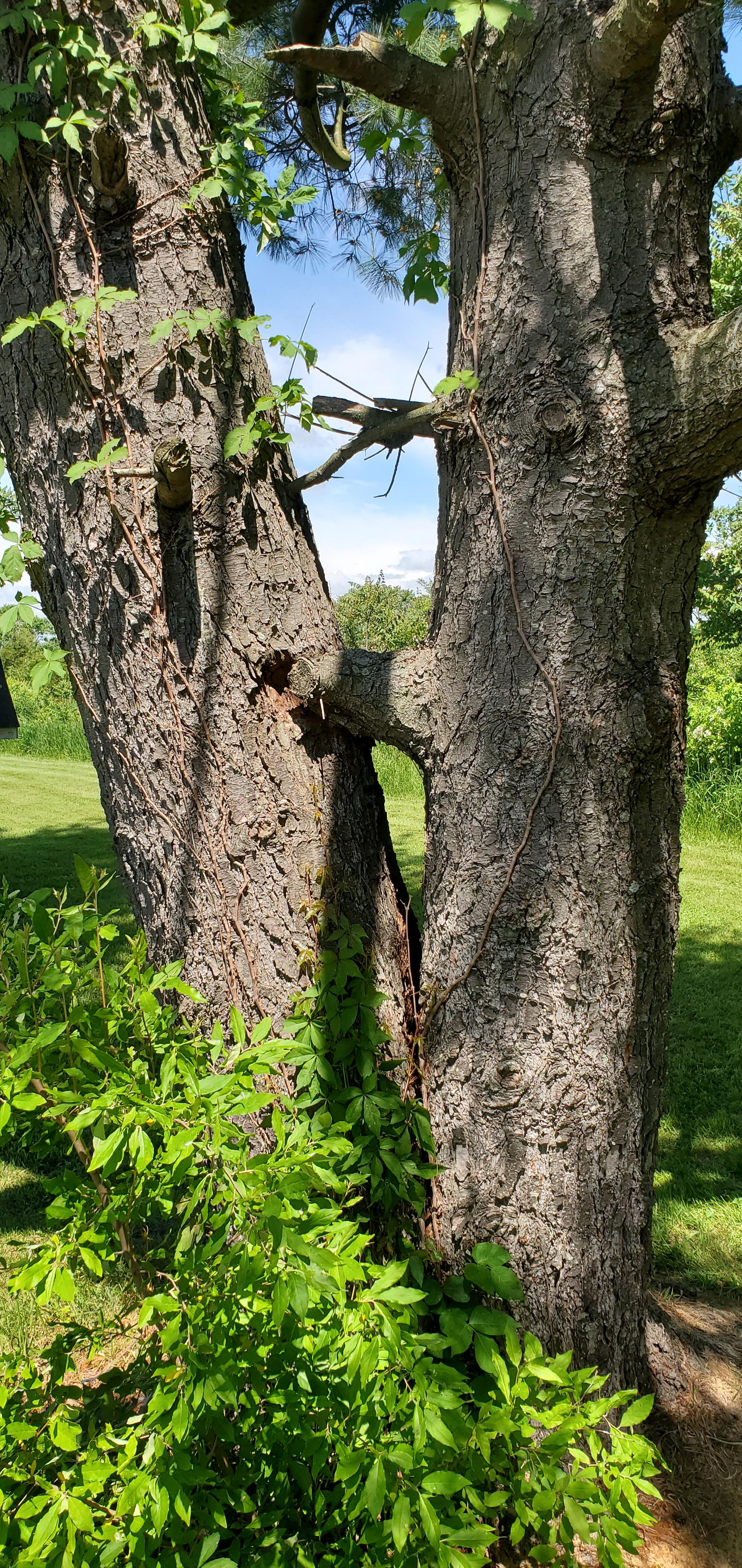 Question Why do some trees fork into multiple trunks? sfwtrees