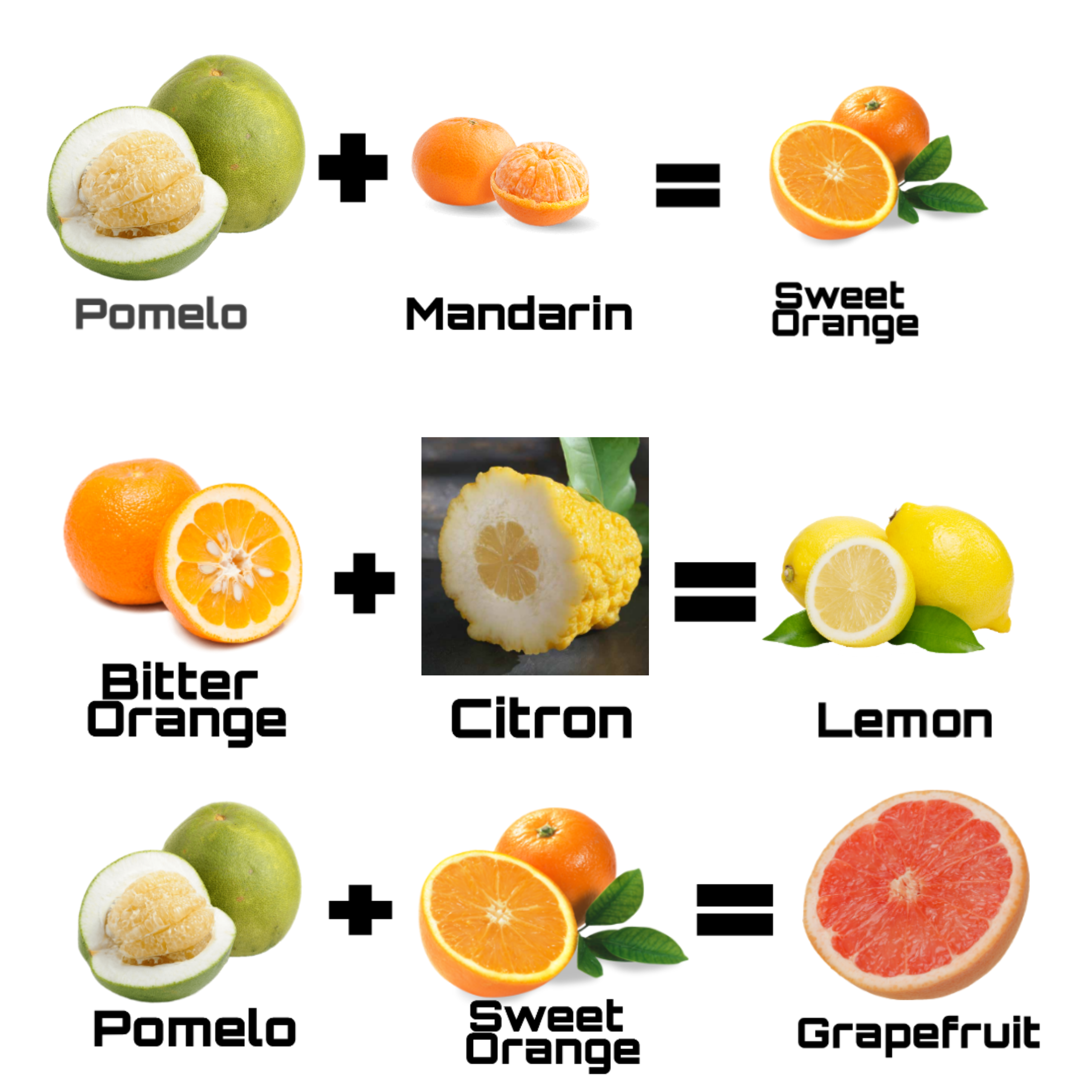 All Common Citrus fruits are hybrids of others. r/interestingasfuck