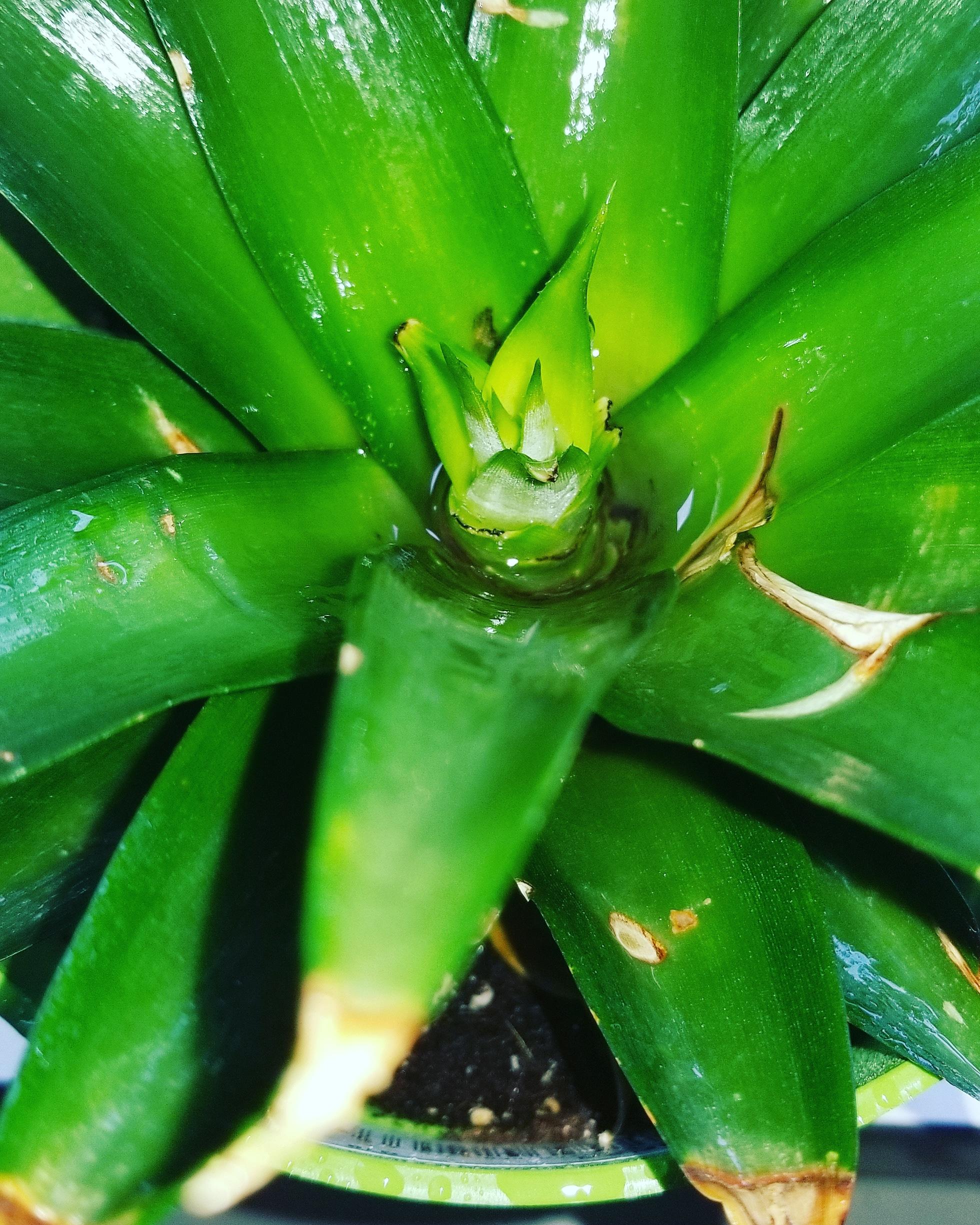 I'm potted a pineapple crown. Had it in water for a few