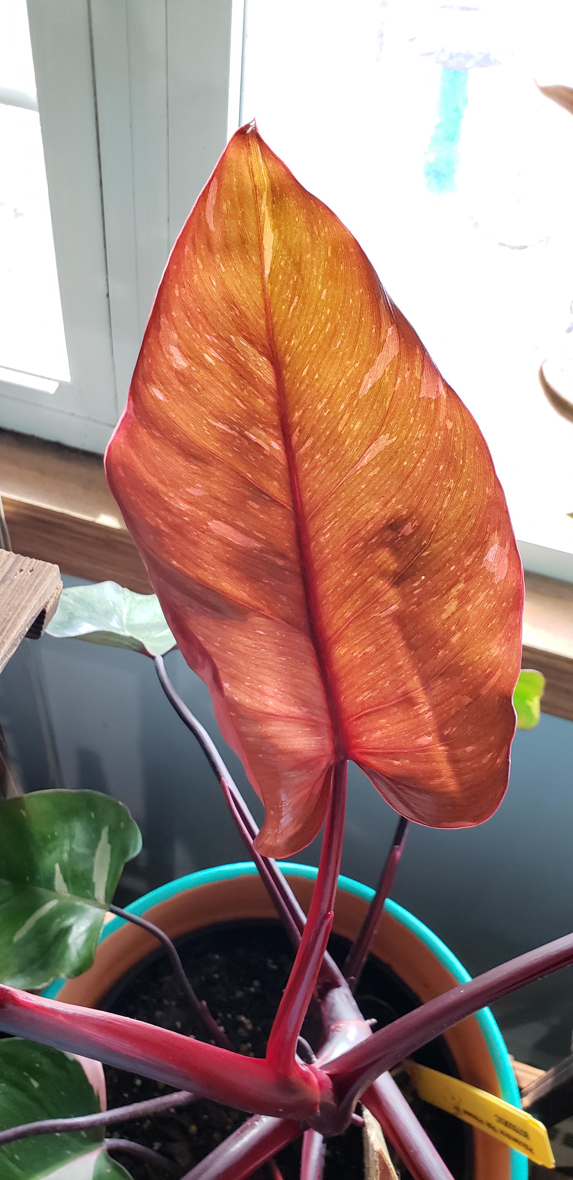 Another new leaf from my pink princess philodendron 💗 r/houseplants