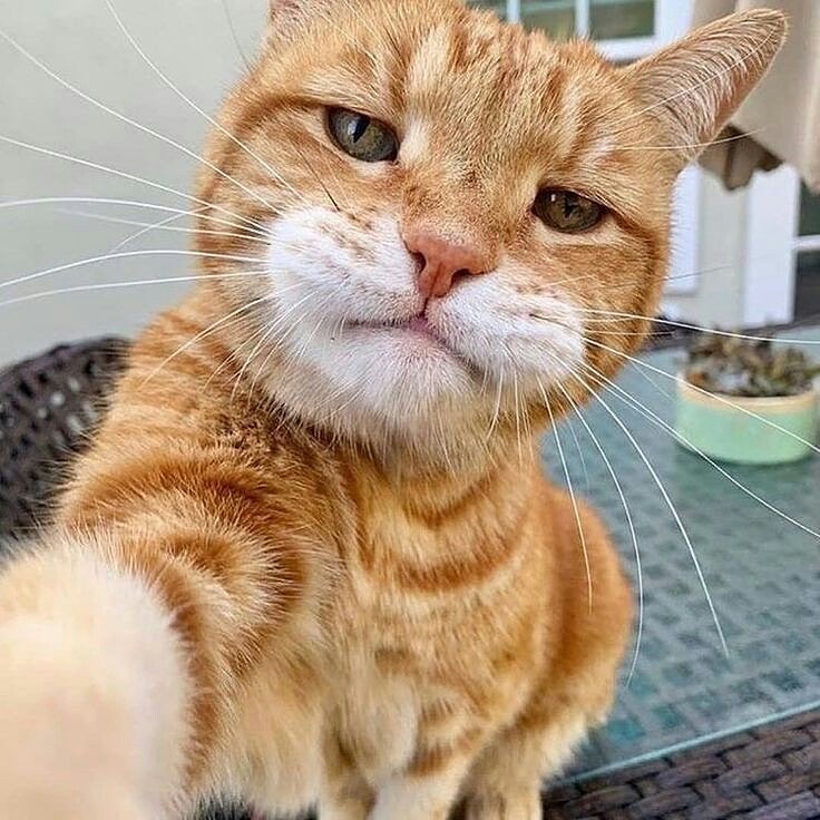 Cat Selfie... cats