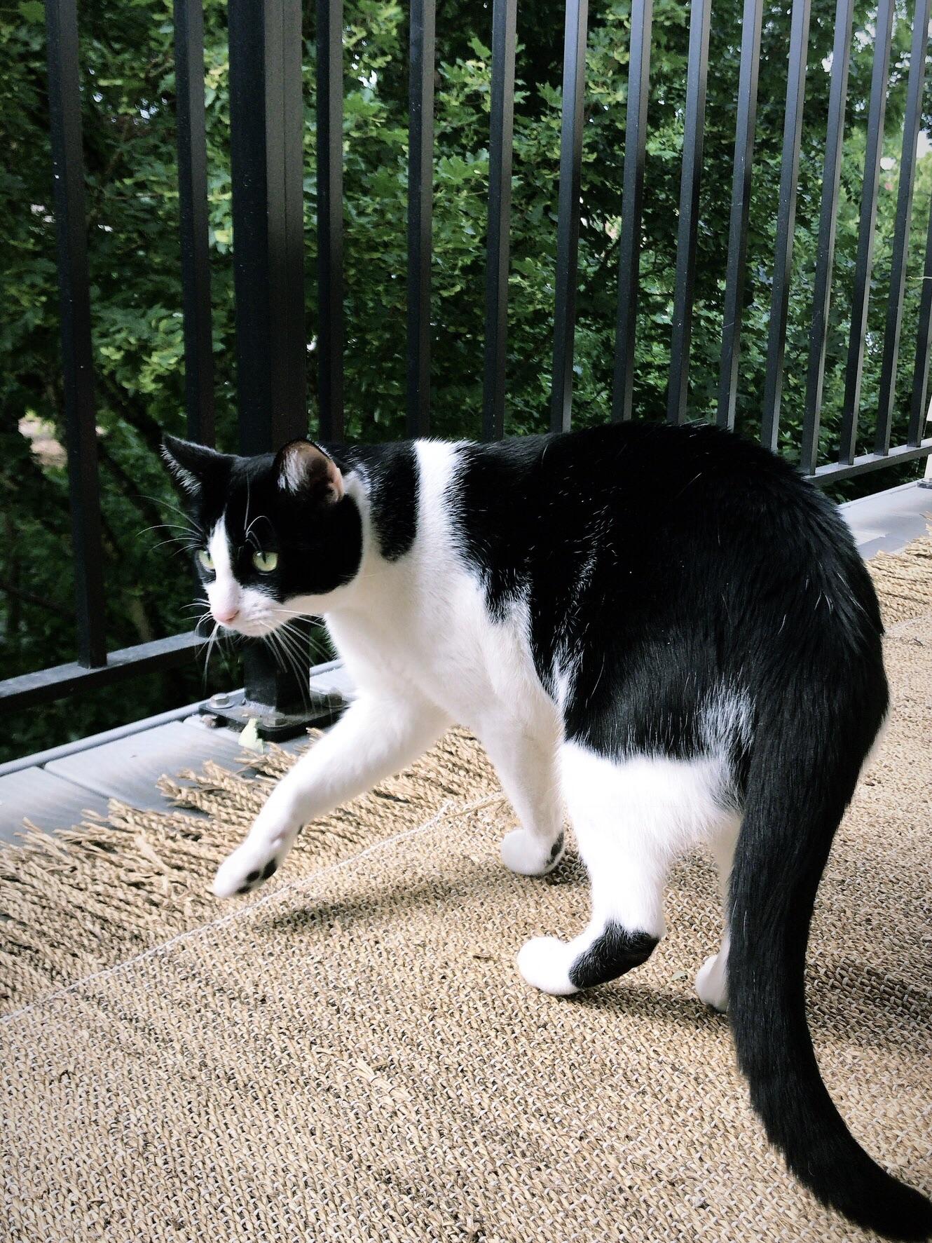 This is an apartment style outdoor cat in its natural habitat 🌲 r