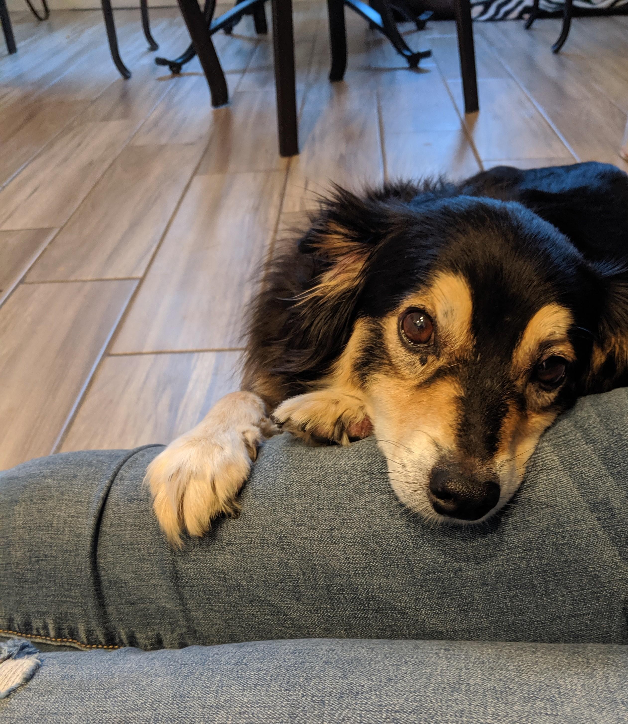 I haven't seen my boyfriend's dog for 3 years and the moment I sat on