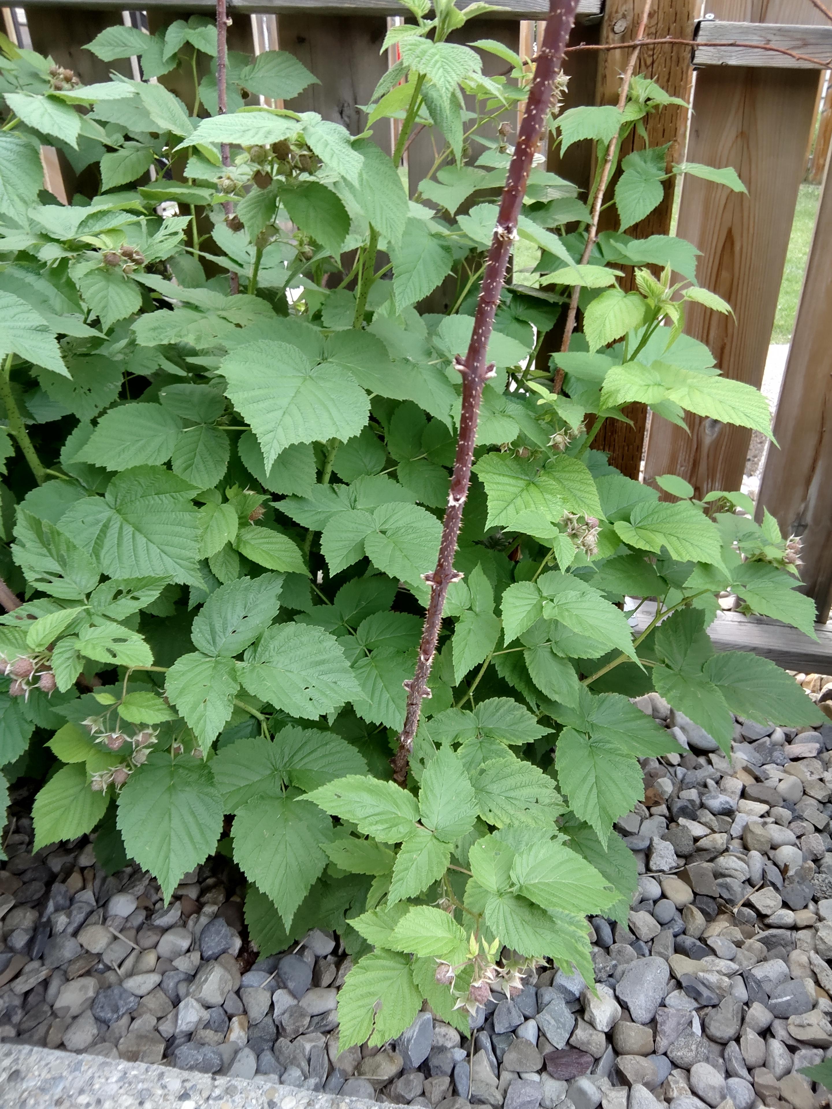 Blackberry new shoots confused about it. Berries