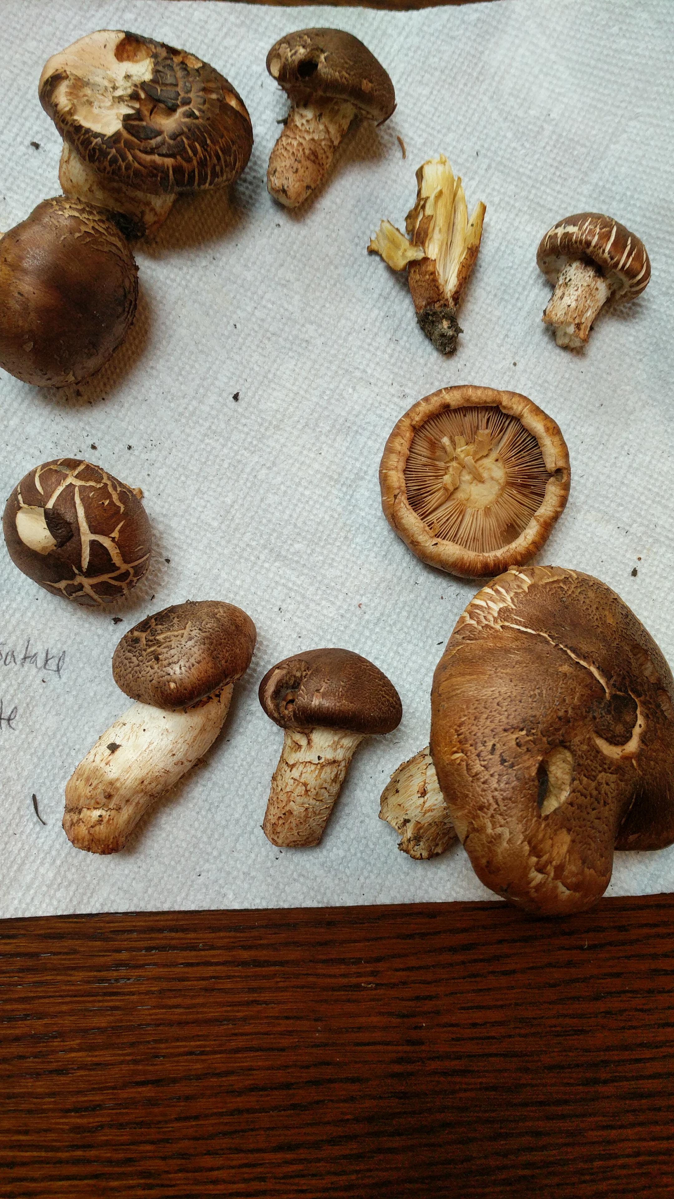 Found yesterday in Northeast Maine under conifers. White spore print
