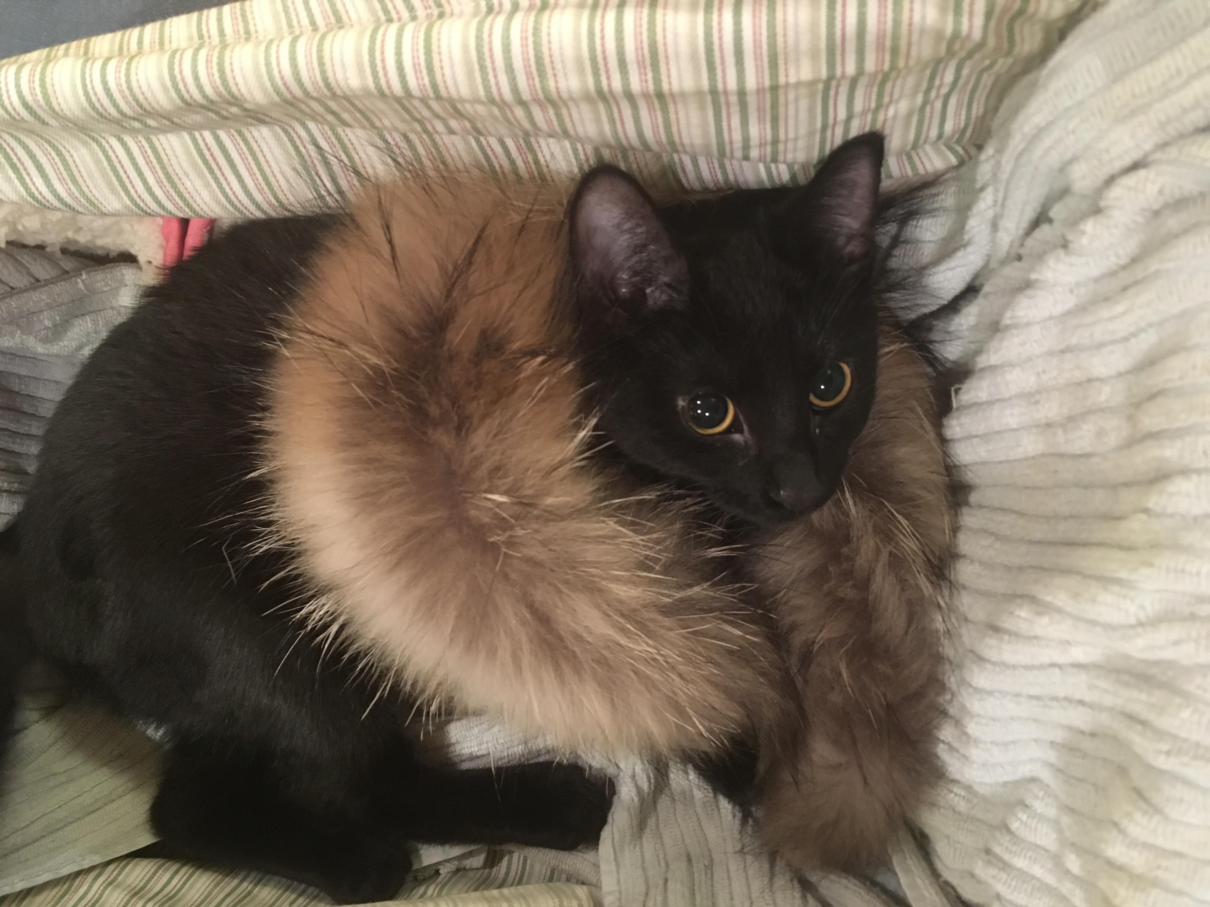 Best cat toy ever fur collar for 1.99 r/ThriftStoreHauls