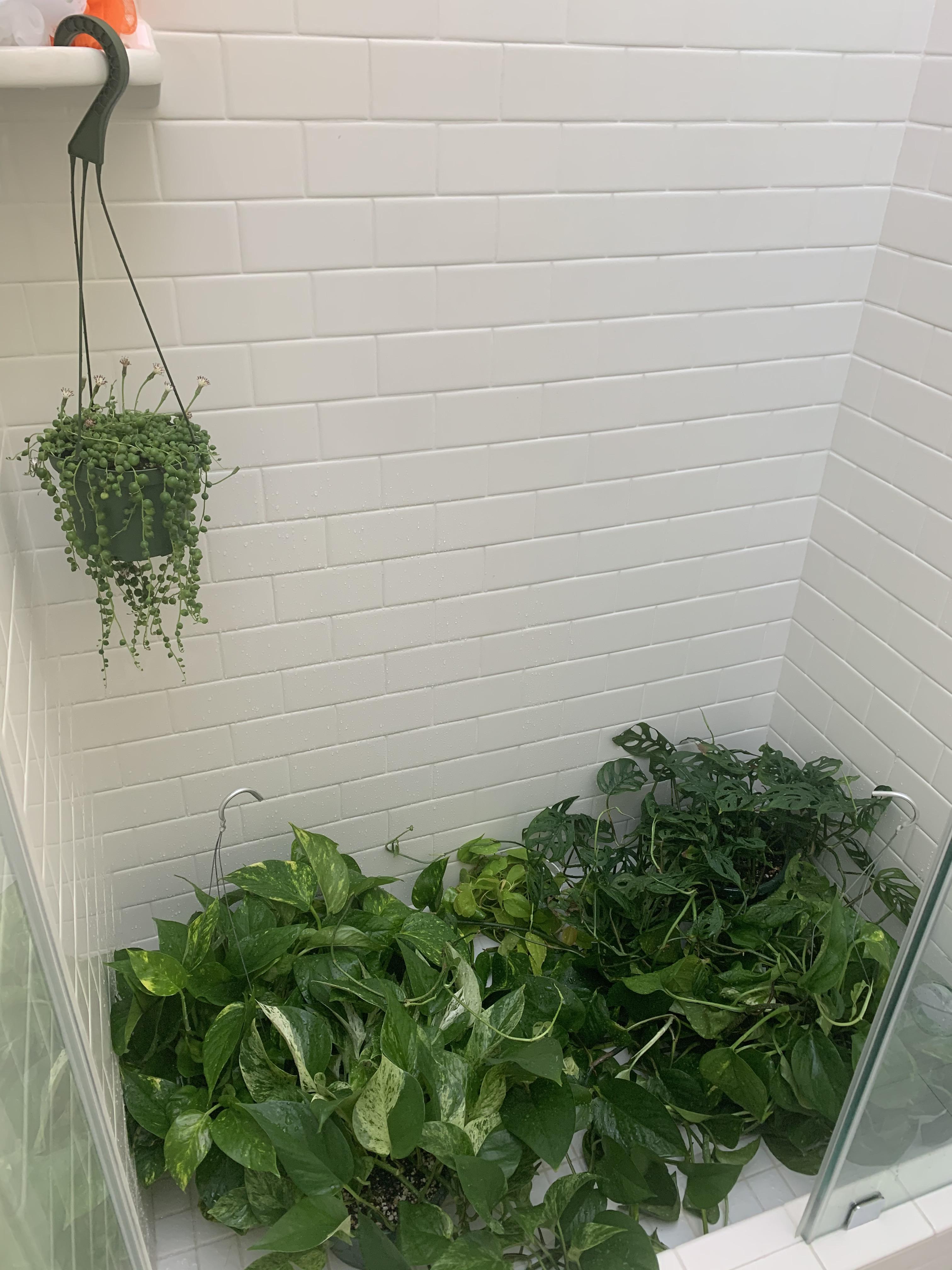 Watering day at the office r/houseplants